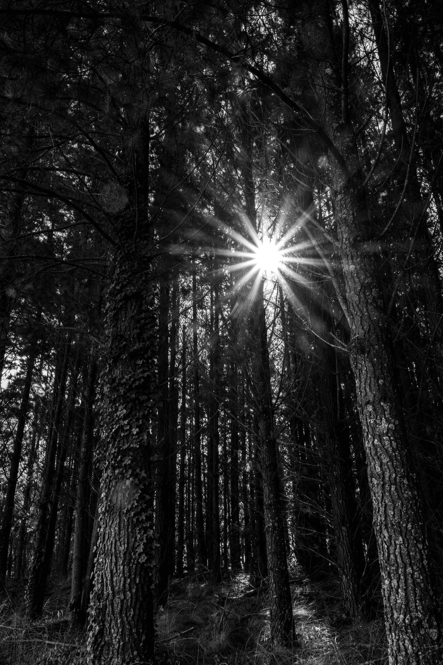 Black and white forest with sunburst filtering through tall trees