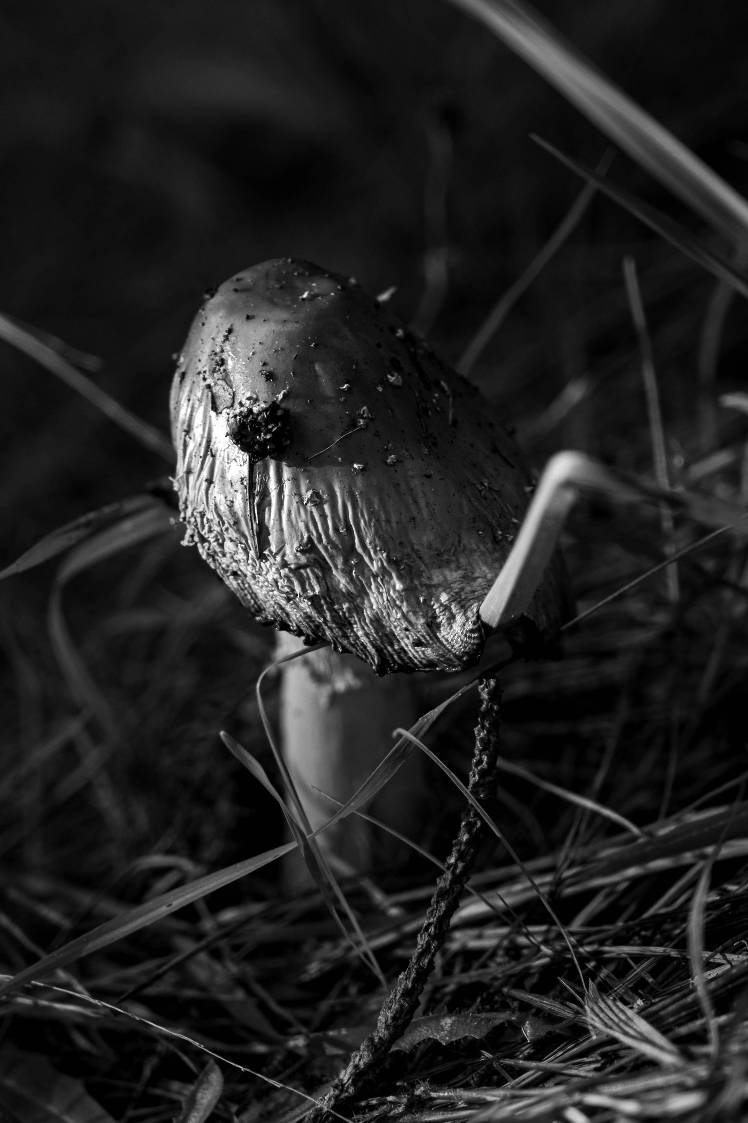 Small forest mushroom captured with shallow depth and texture