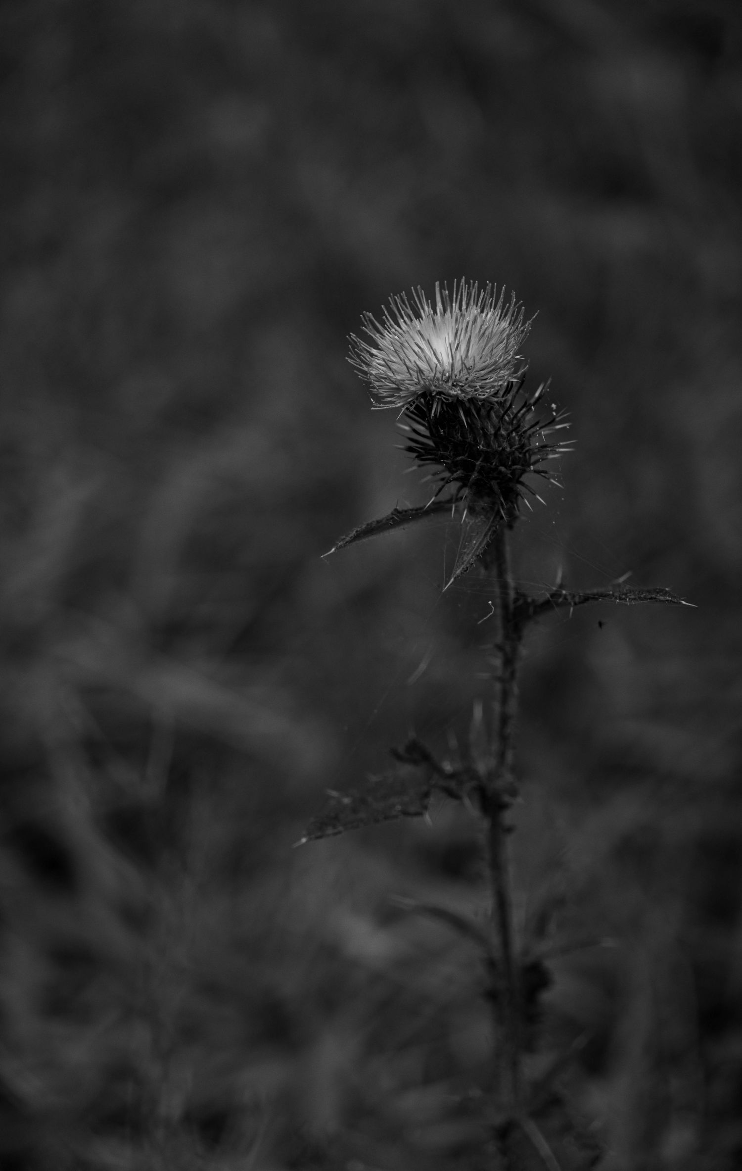 Minimal nature detail of a lone plant in low light