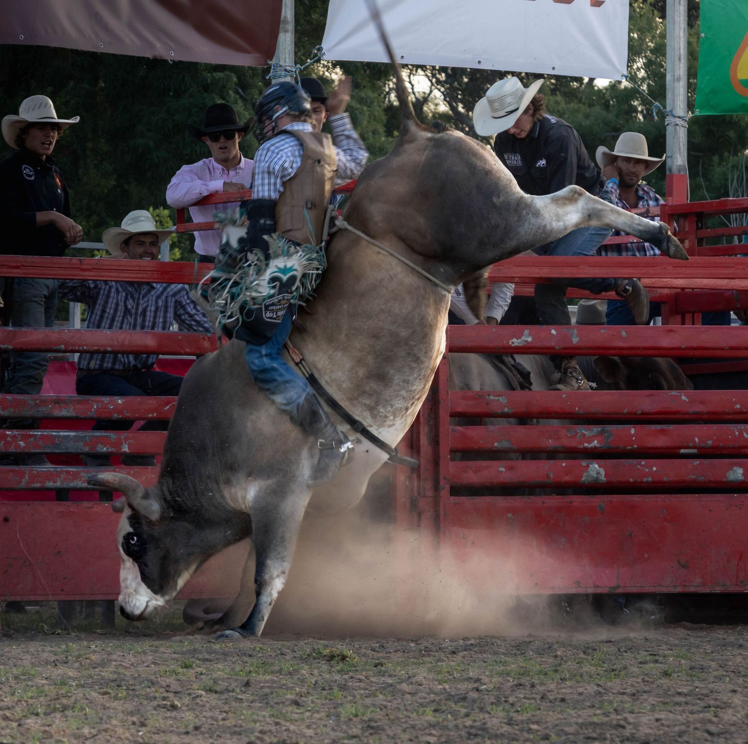 Bull riding action at Ballarat rodeo with rider mid-ride