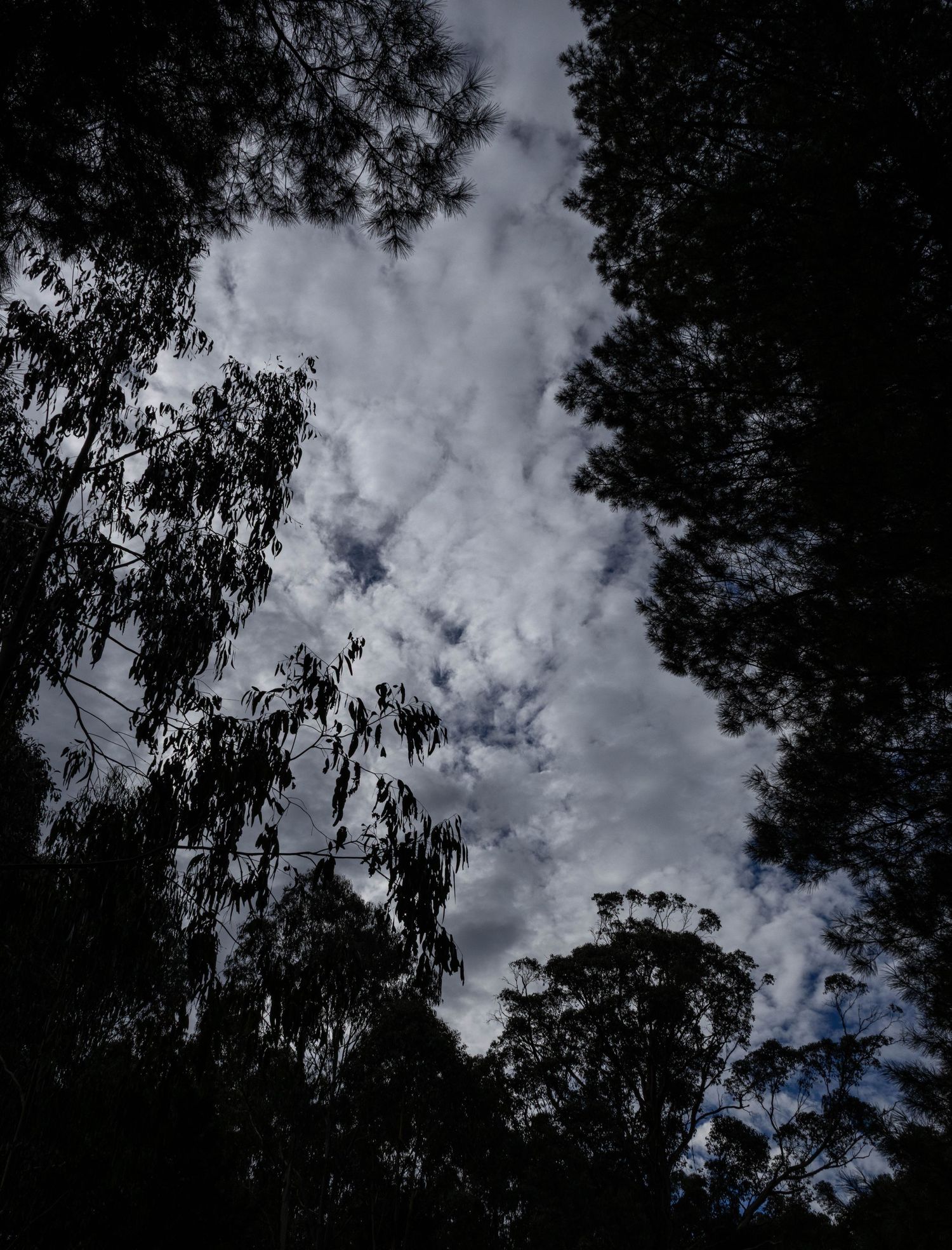 Looking up through tall trees with sky breaking through in soft light