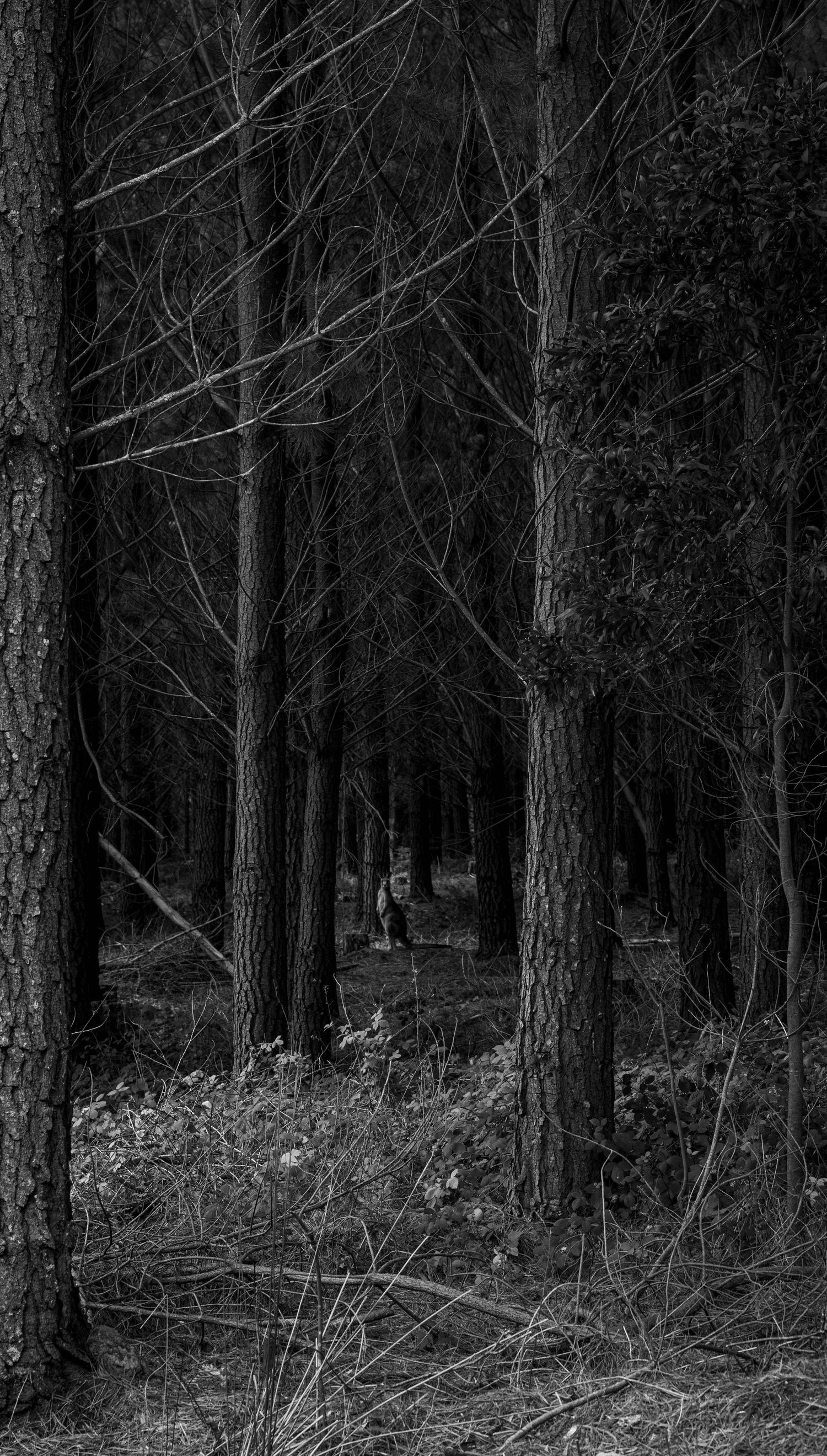 Dense woodland with vertical tree lines in low light