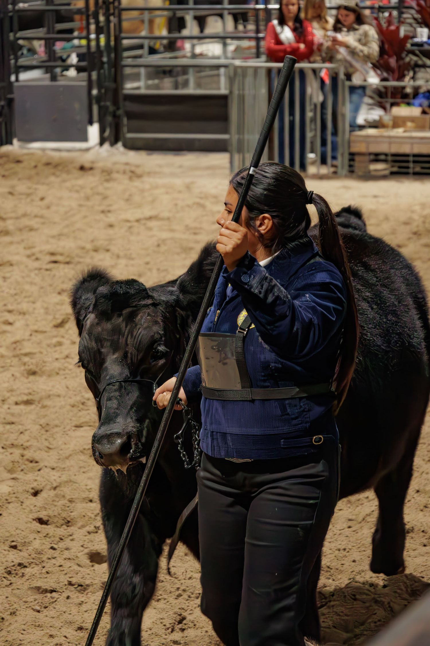 Young woman in FFA jacket leads black Angus cattle at indoor livestock show competition.