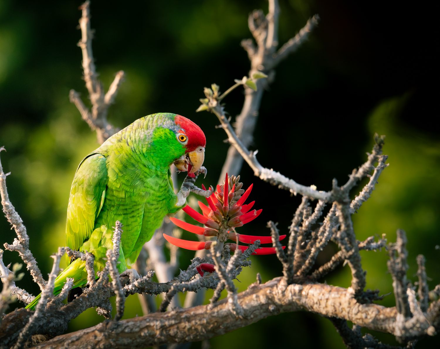 Red-crowned Amazon