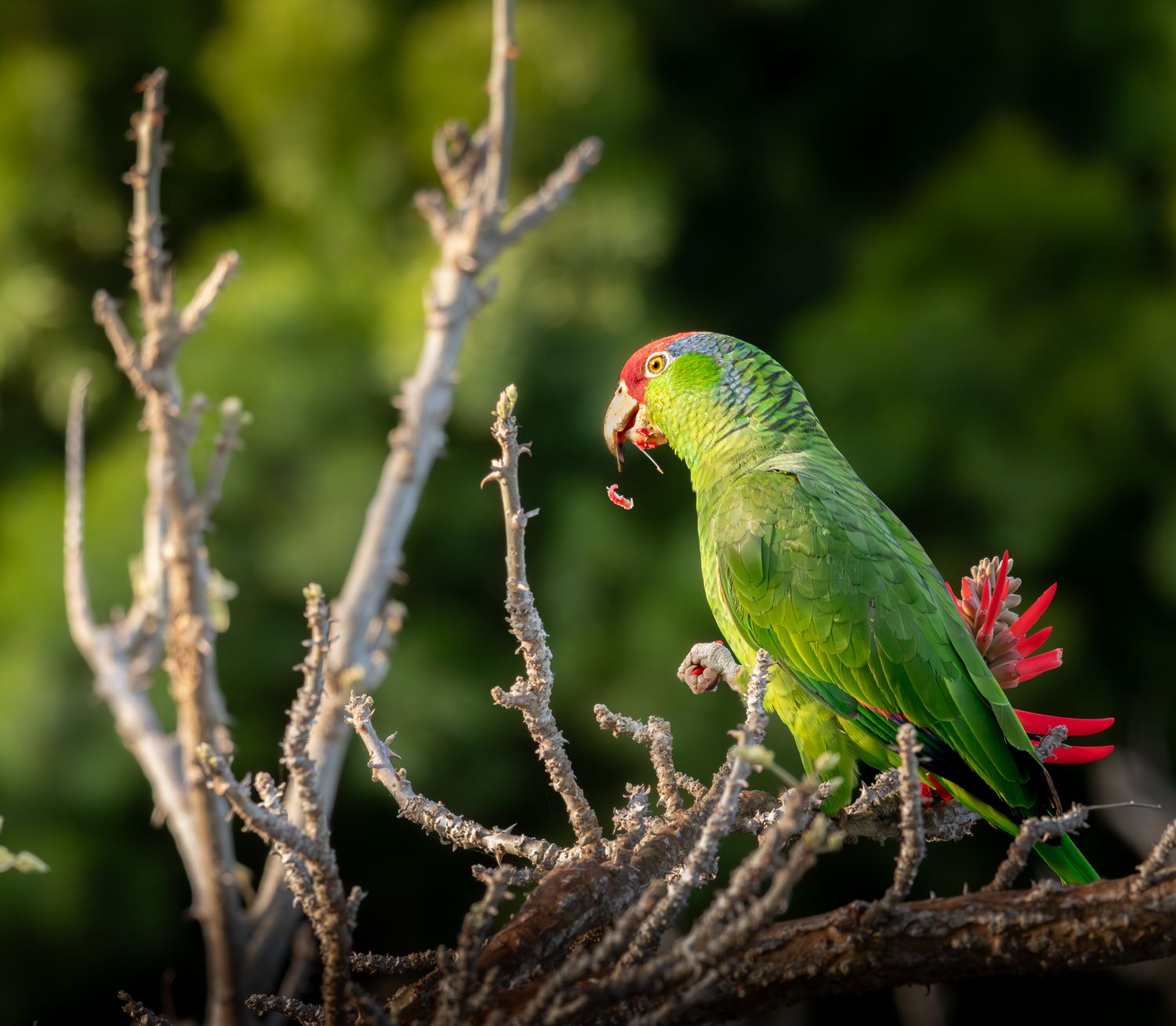 Red-crowned Amazon