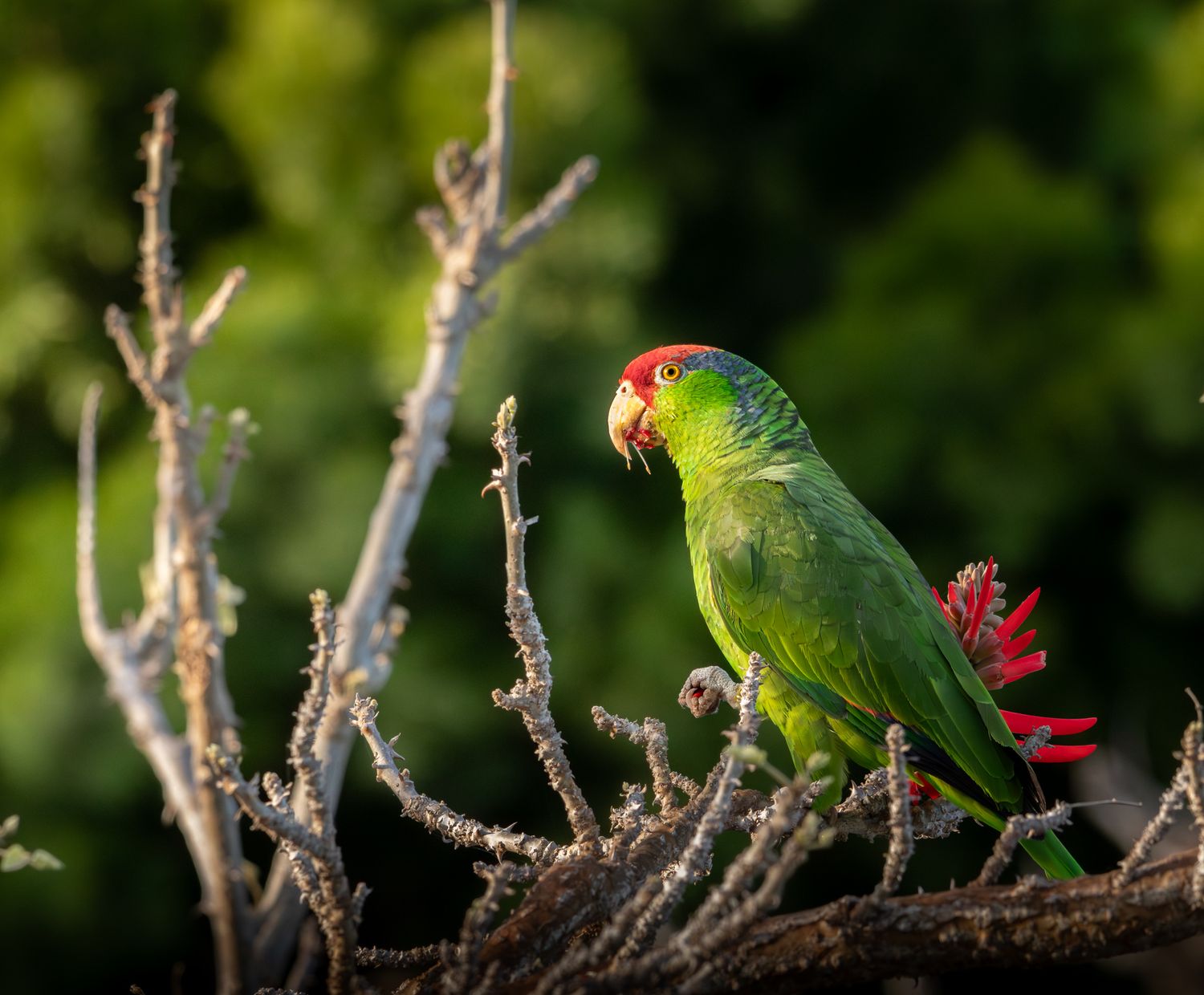 Red-crowned Amazon