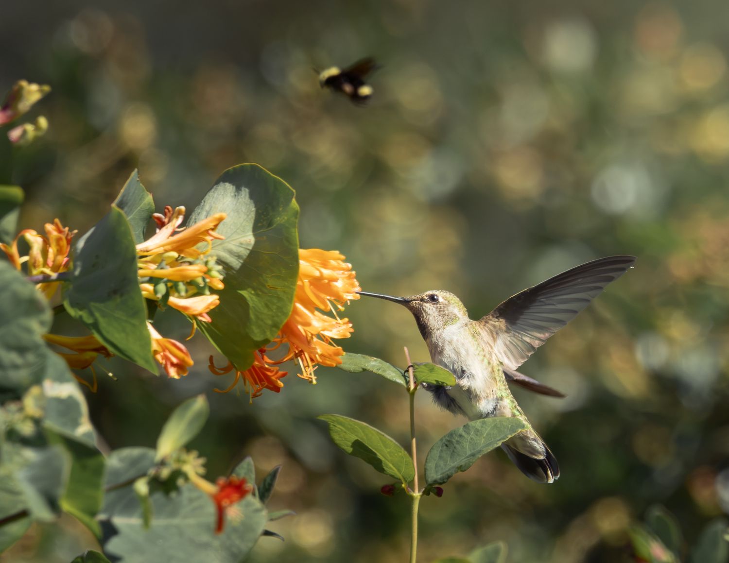 Anna's Hummingbird