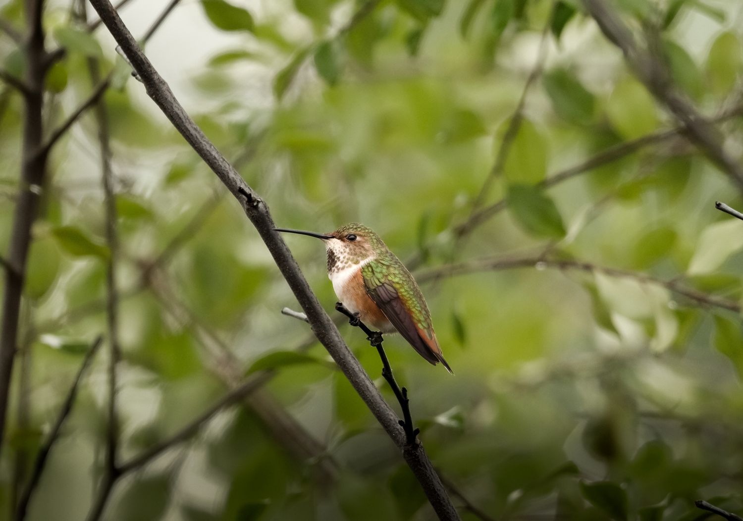 Allen's Hummingbird