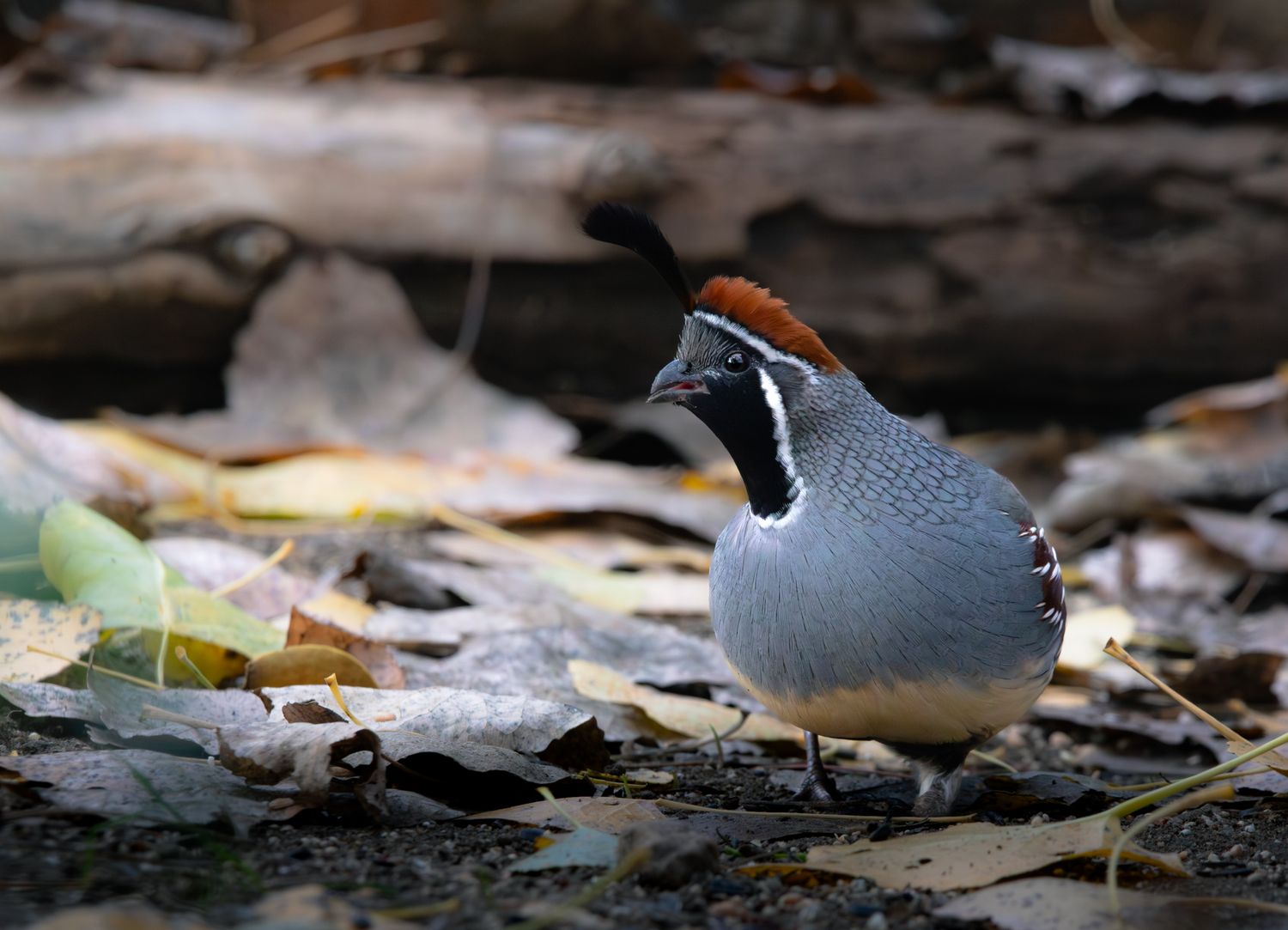 California Quail