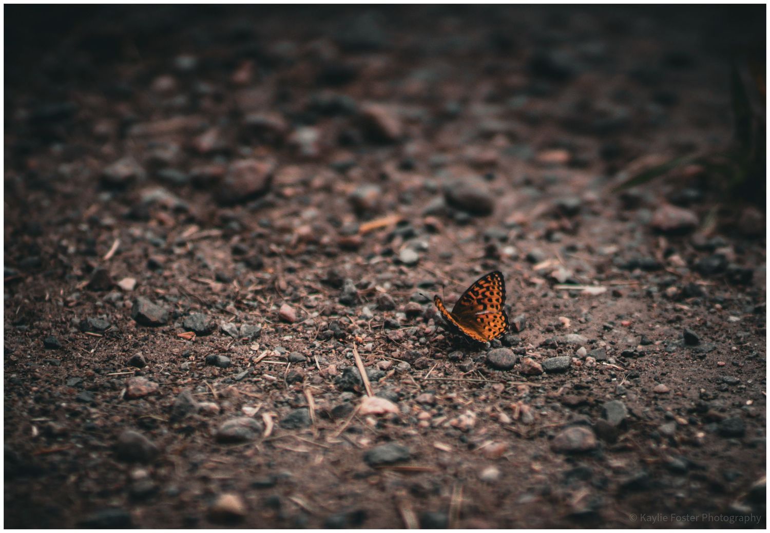 A small orange and brown butterfly resting on rocky ground, captured with shallow depth of field.