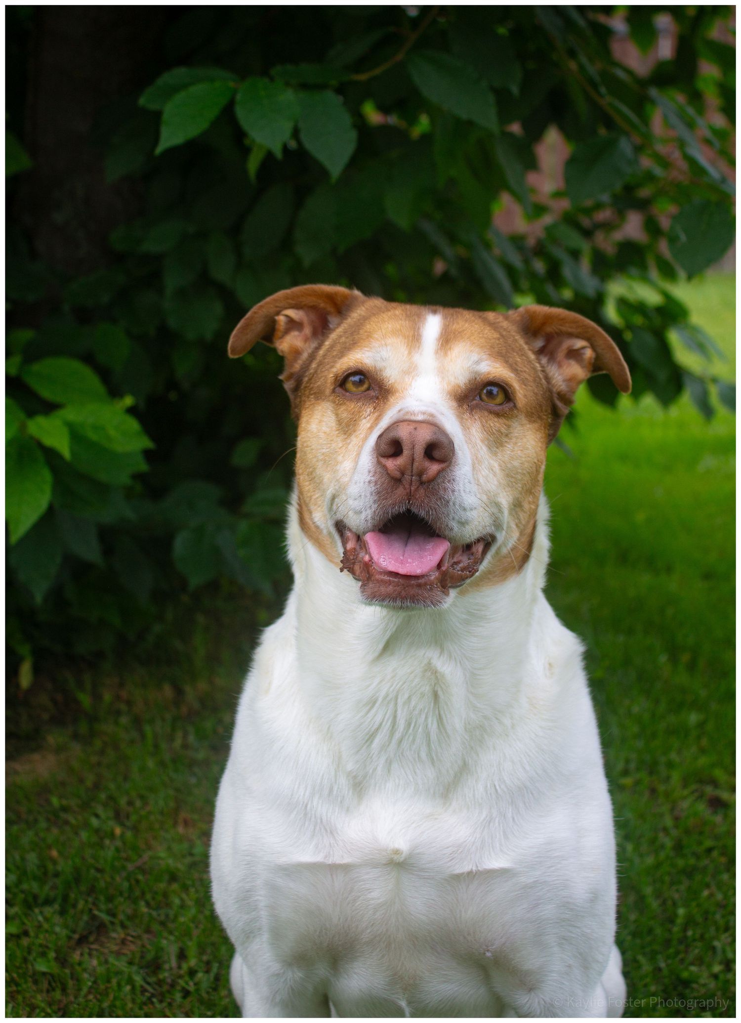 A happy brown and white Pit Bull Terrier mix sits on green grass with lush foliage in the background.