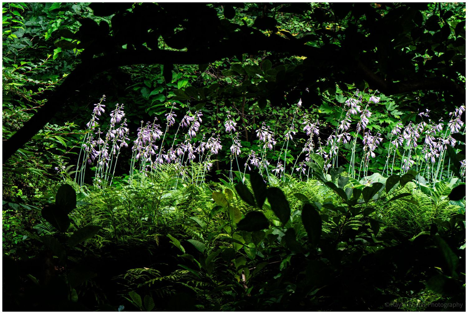 Purple wildflowers illuminated by sunlight growing among lush green ferns in a dark mysterious forest setting.