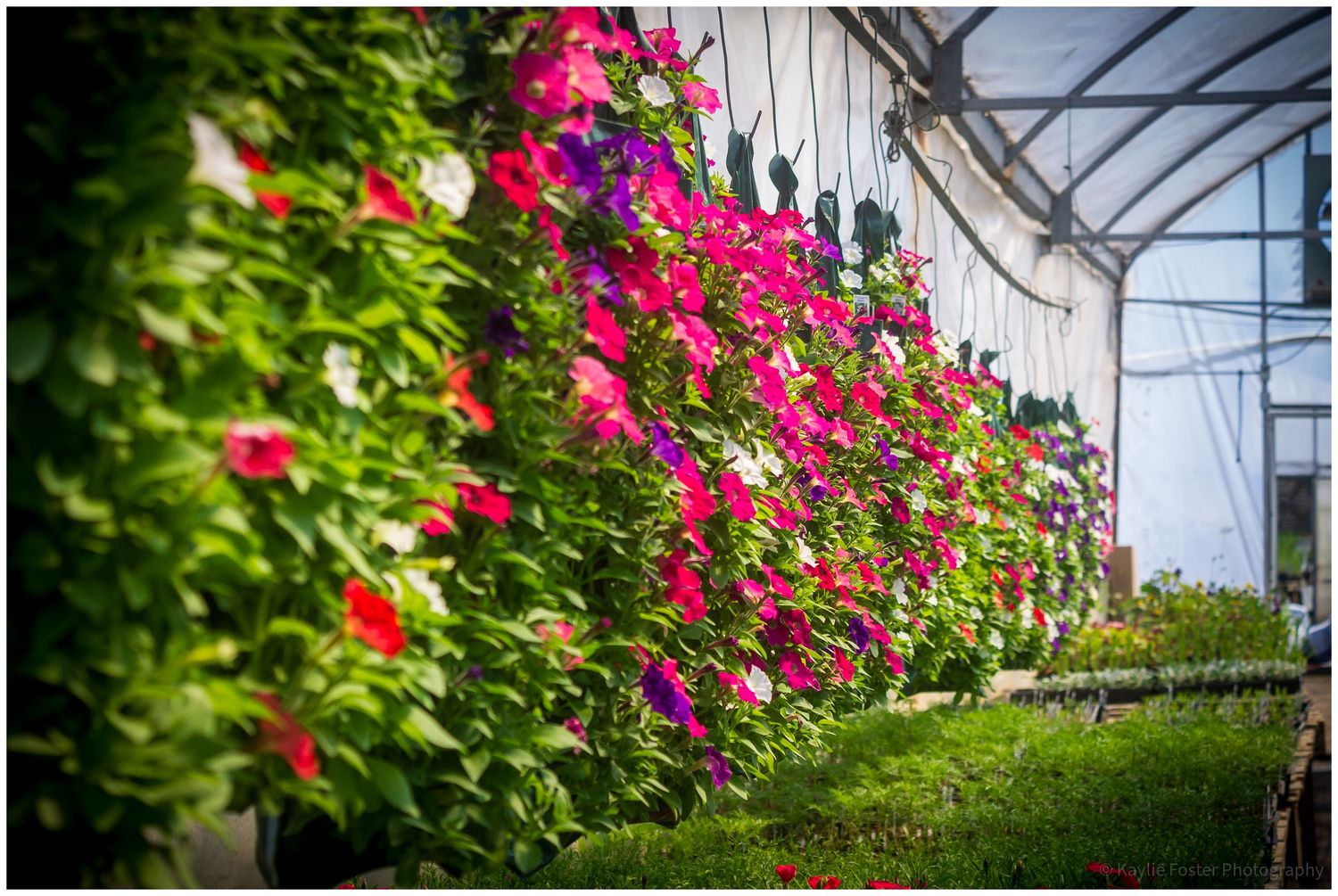Colorful petunias in pink, red, and white hanging in rows inside a bright greenhouse nursery.