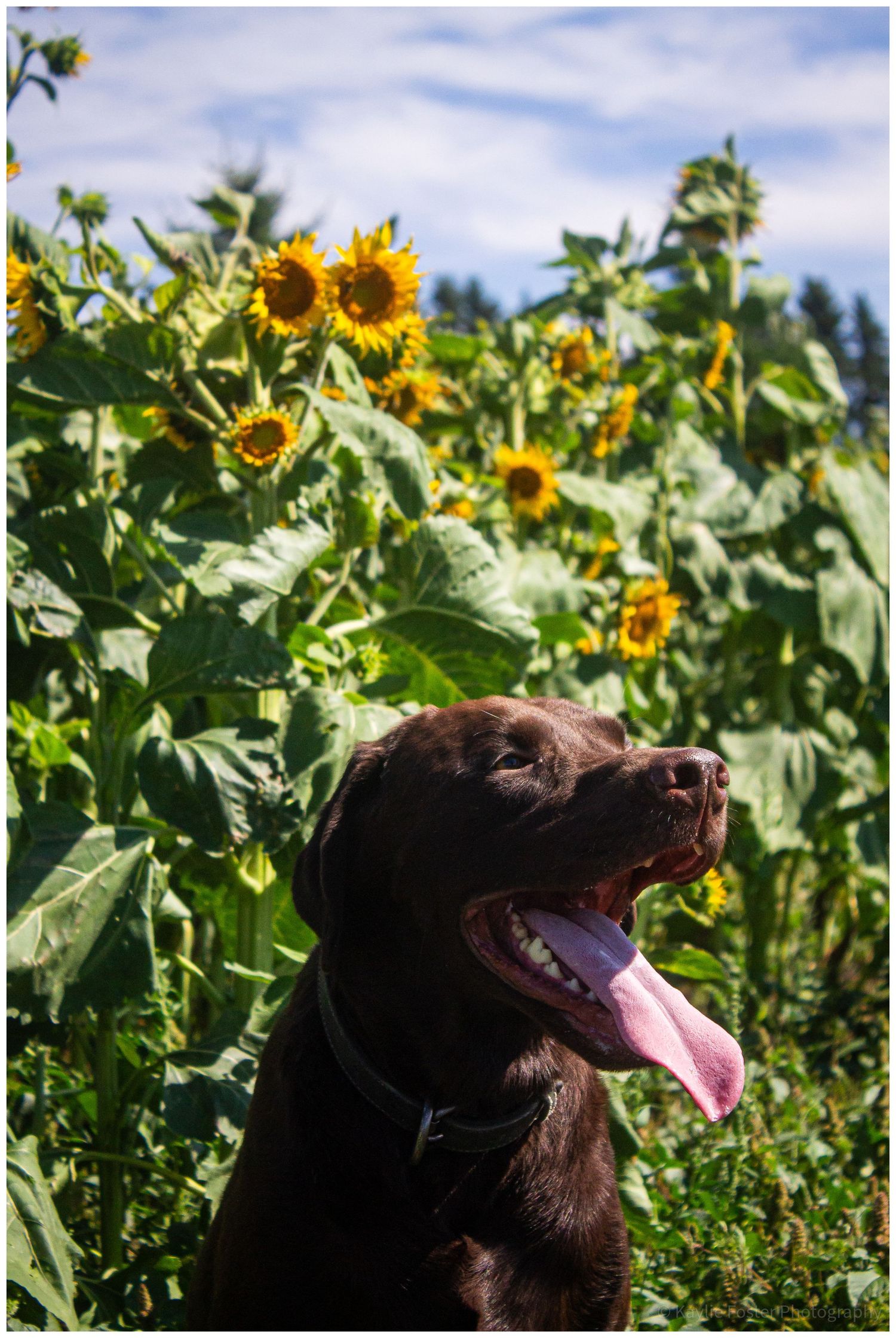 Chocolate Labrador dog with tongue out sitting in a sunflower field on a sunny day.