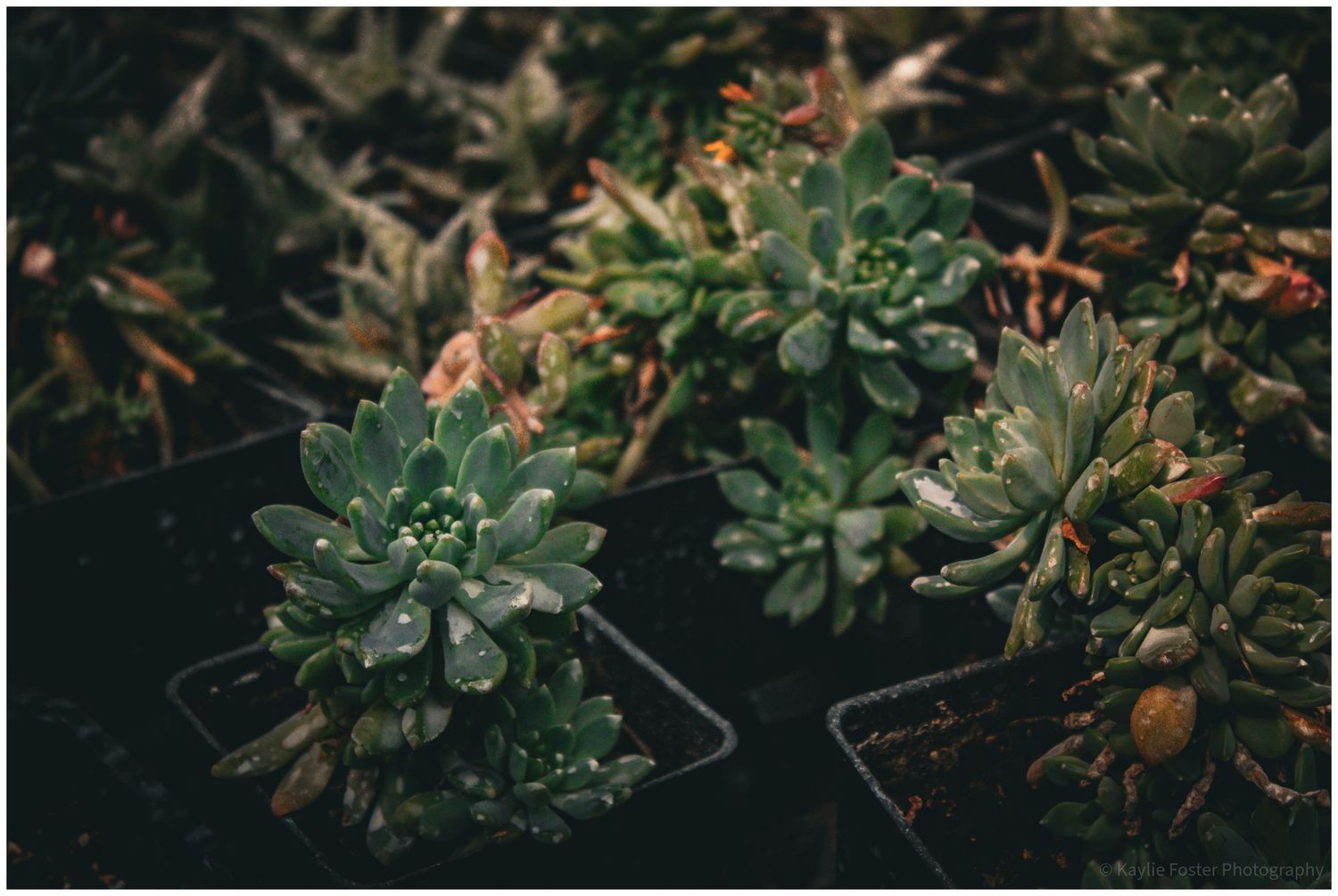 Close-up of lush green succulent plants in small black pots, surrounded by dark foliage in a moody garden setting.