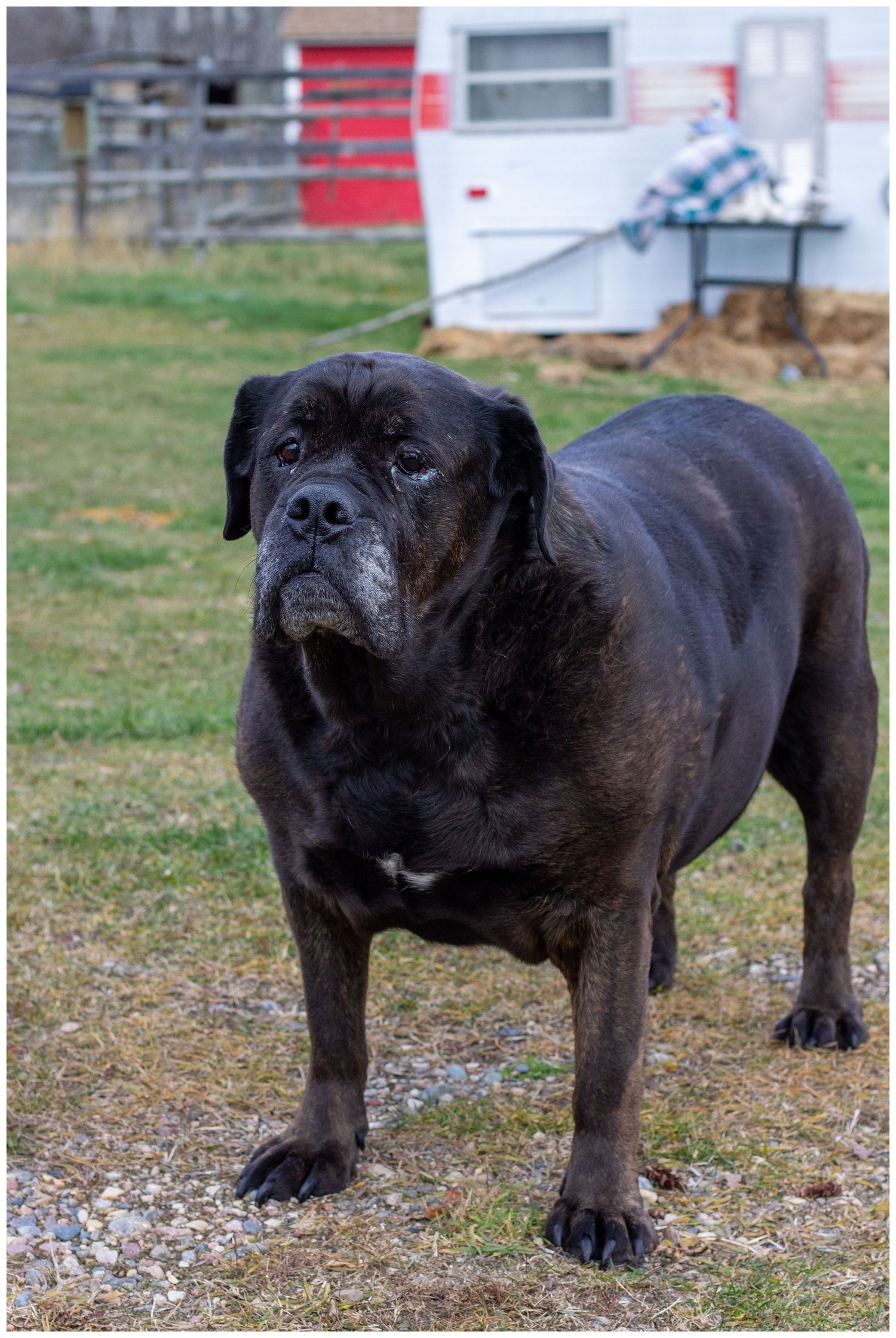 Large black Cane Corso dog standing on grass outdoors near a white trailer and wooden fence.