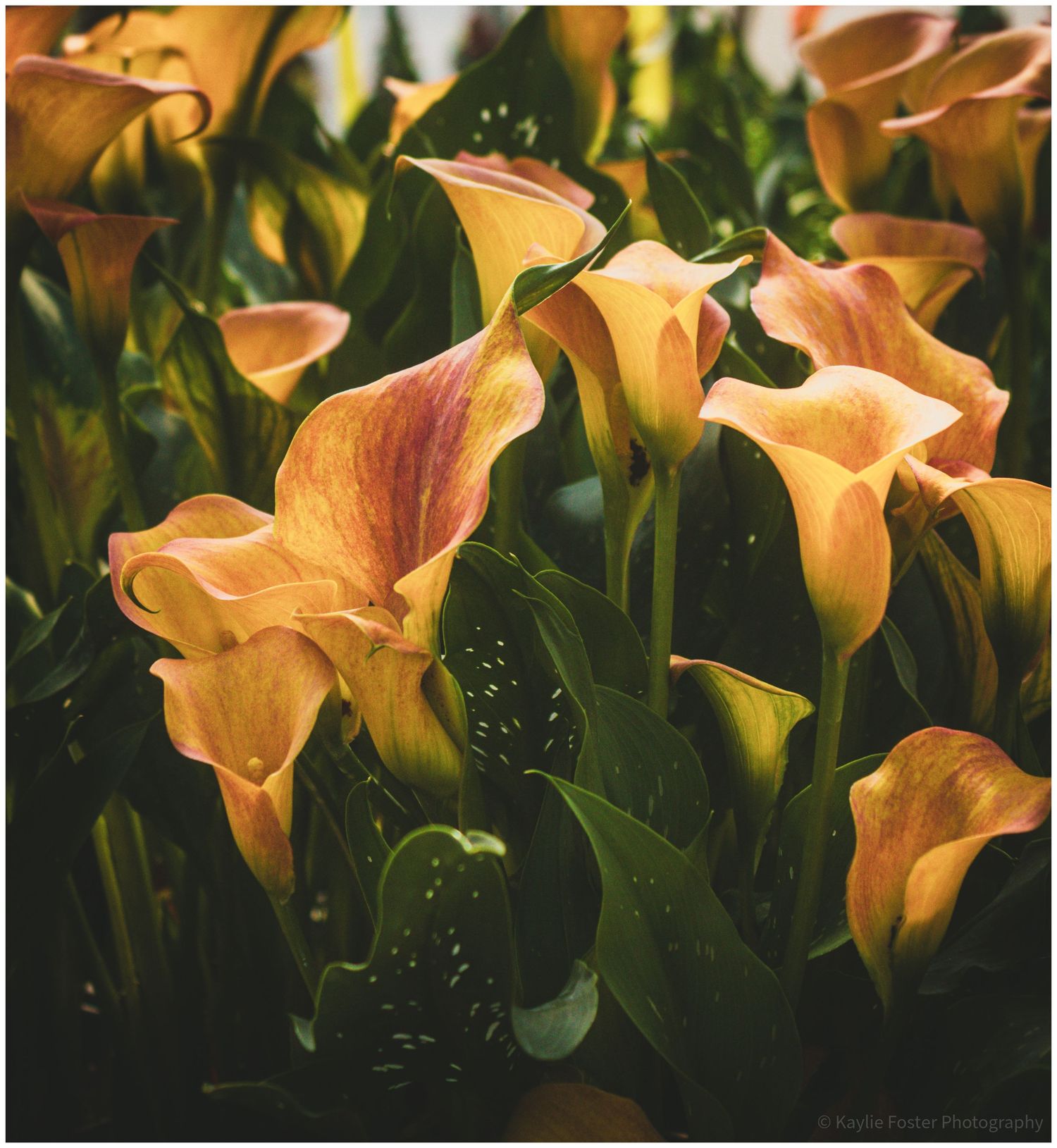 Cluster of vibrant orange calla lily flowers with green leaves, bathed in warm sunlight.