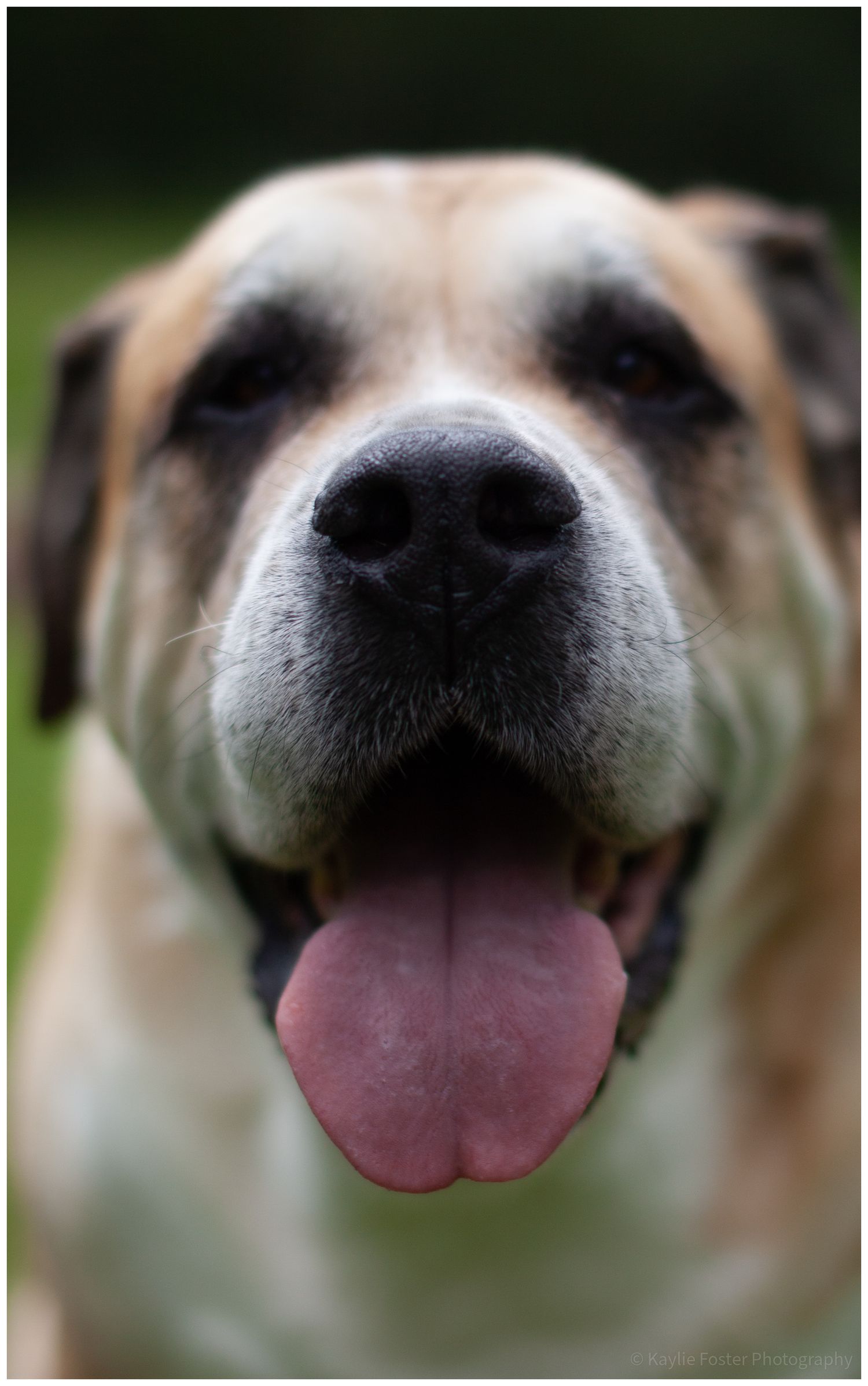 Close-up portrait of a tan mastiff-mix dog with mouth open and tongue hanging out.