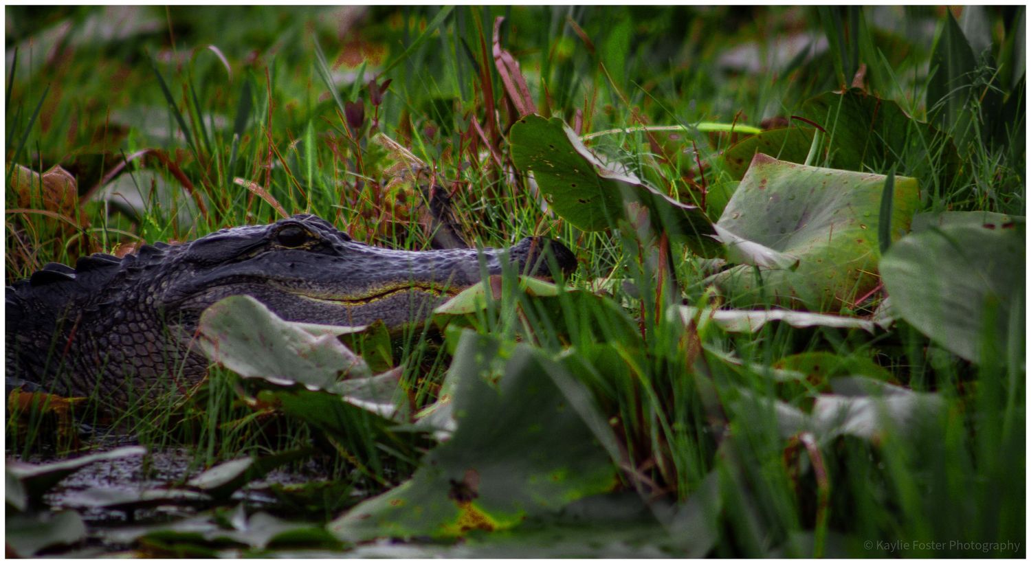 A young alligator camouflaged among green lily pads and grass in a swampy wetland habitat.