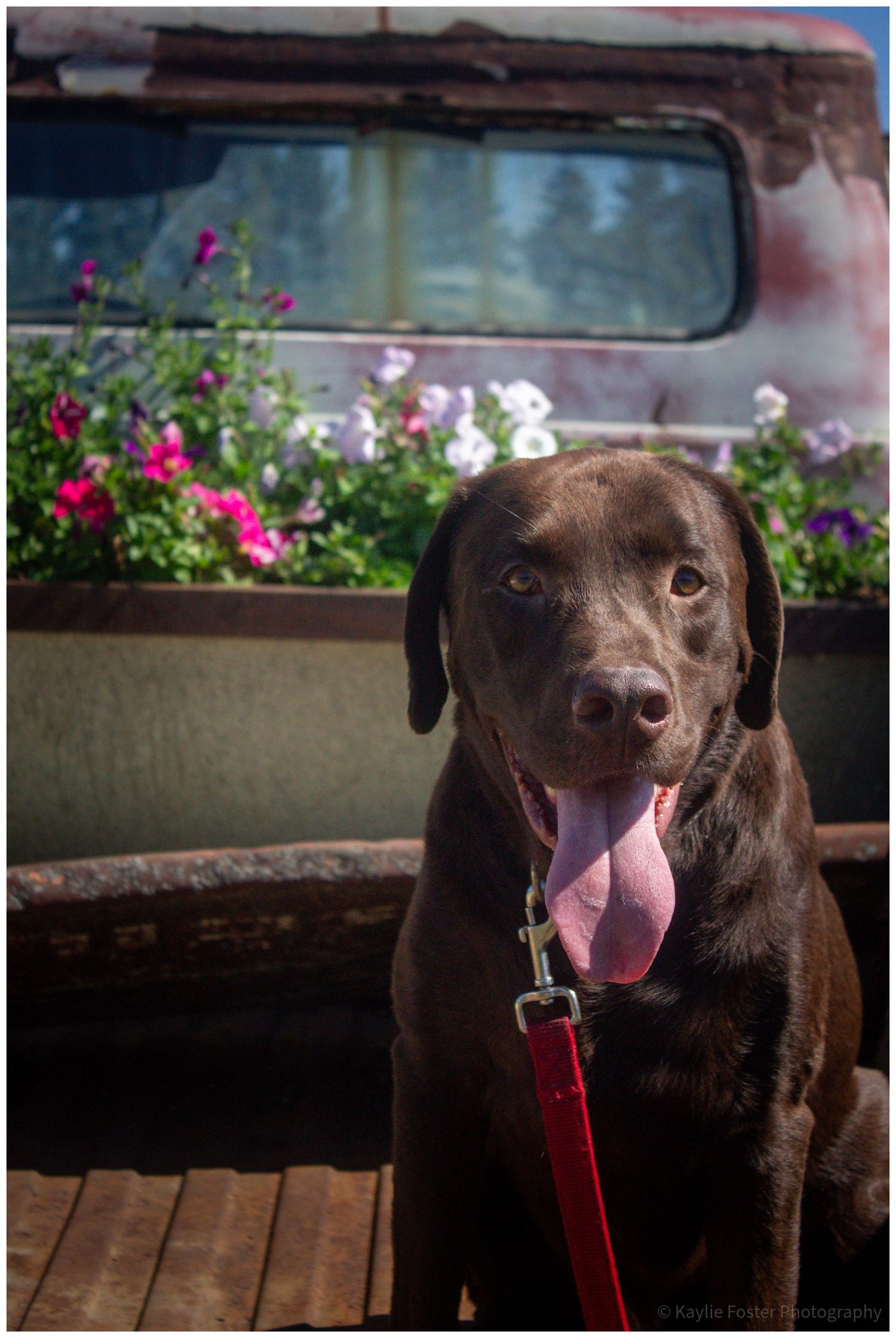 Chocolate Labrador dog with red leash sitting outdoors near colorful petunias in a flower box beside a vintage truck.