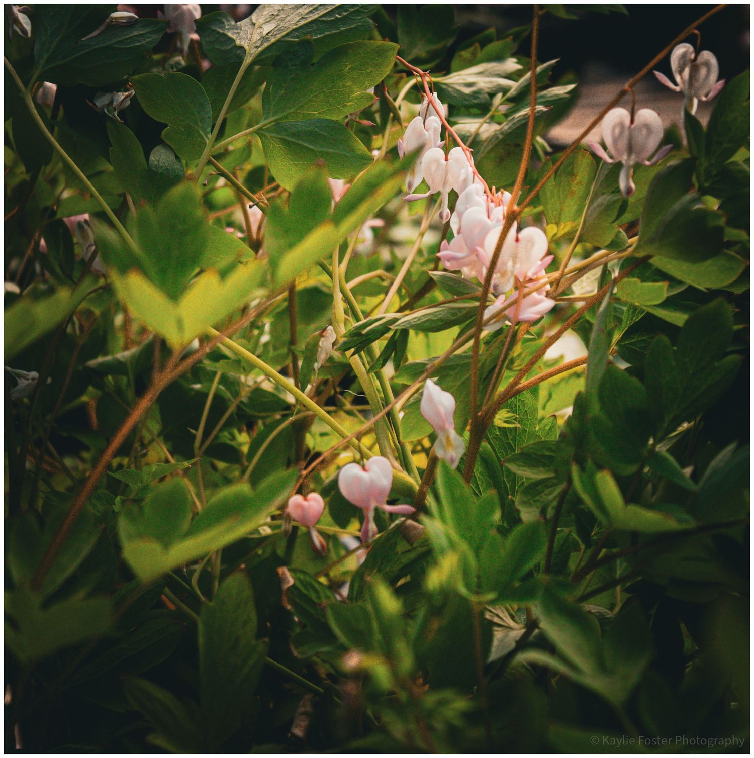 Close-up of delicate pink bleeding heart flowers blooming among lush green leaves in a garden.