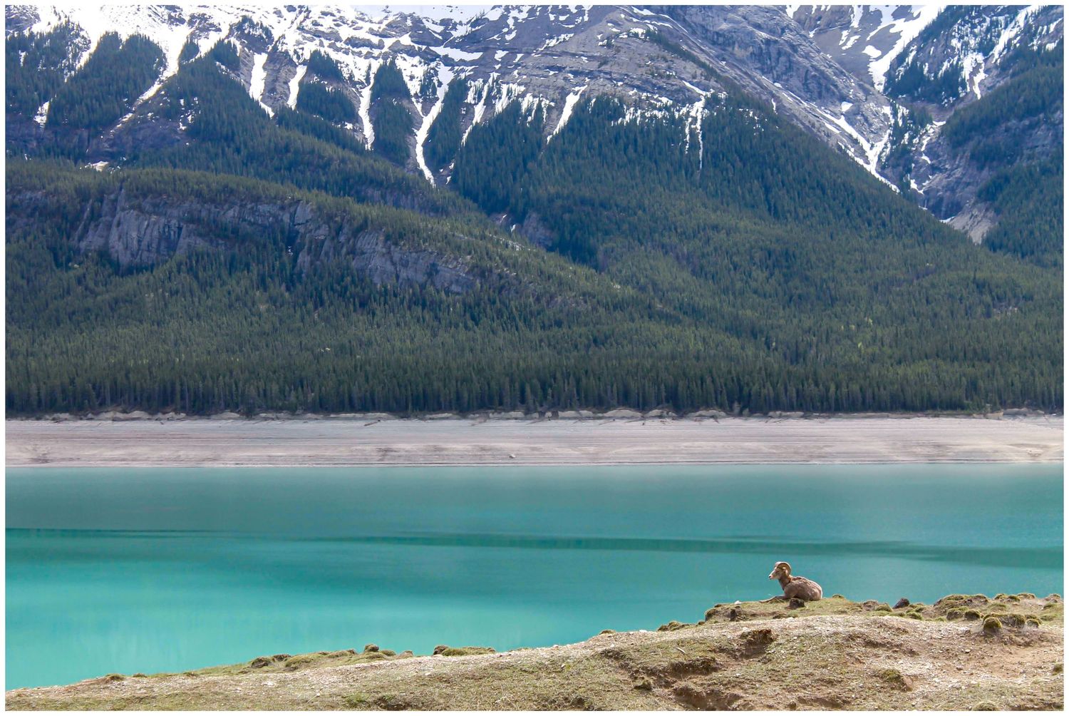 A marmot sits on a rocky ledge overlooking a turquoise glacial lake surrounded by pine forests and snow-capped mountains.