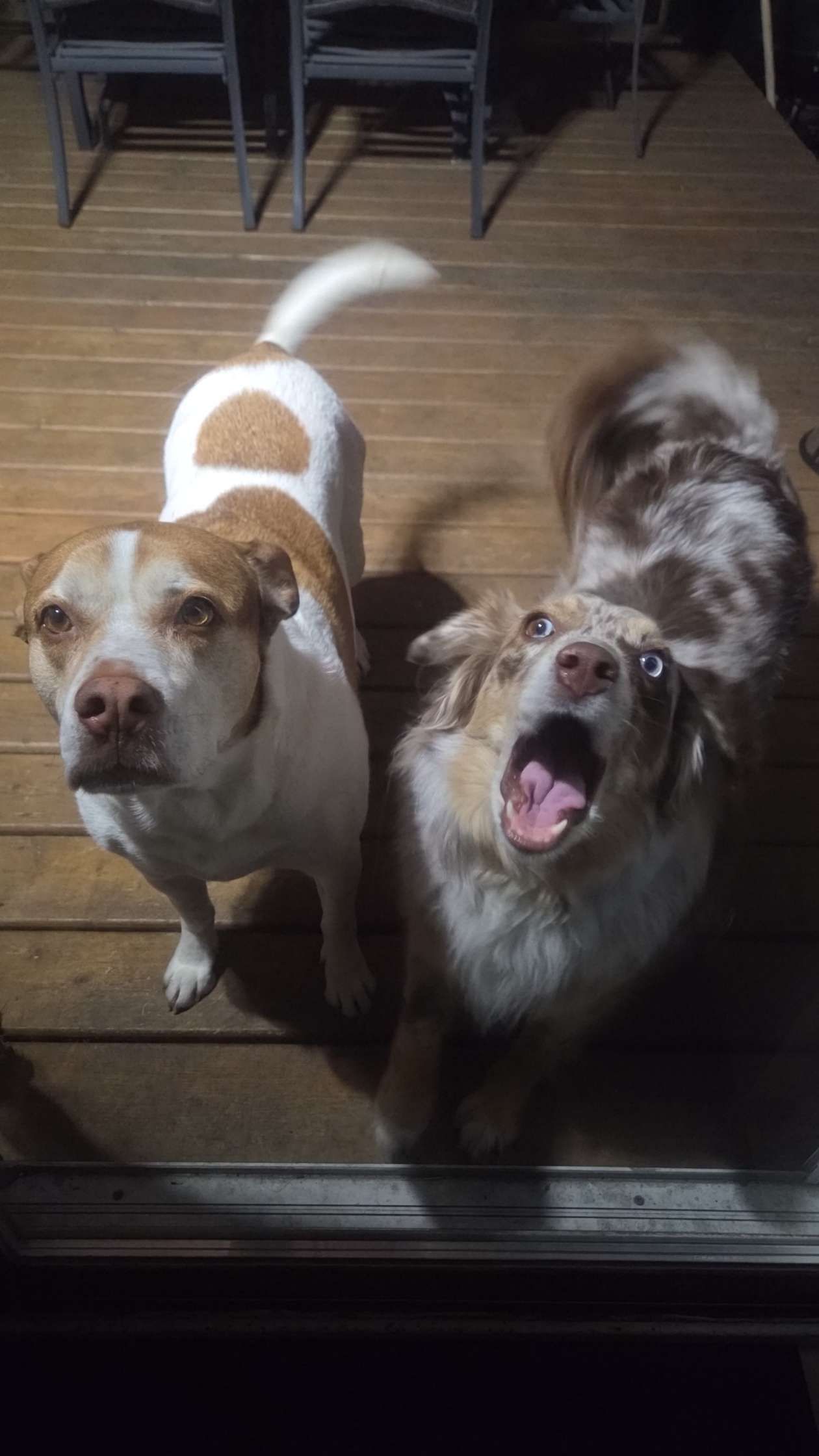 Two happy dogs, a white and brown Beagle mix and a merle Australian Shepherd, stand on a wooden deck looking up.