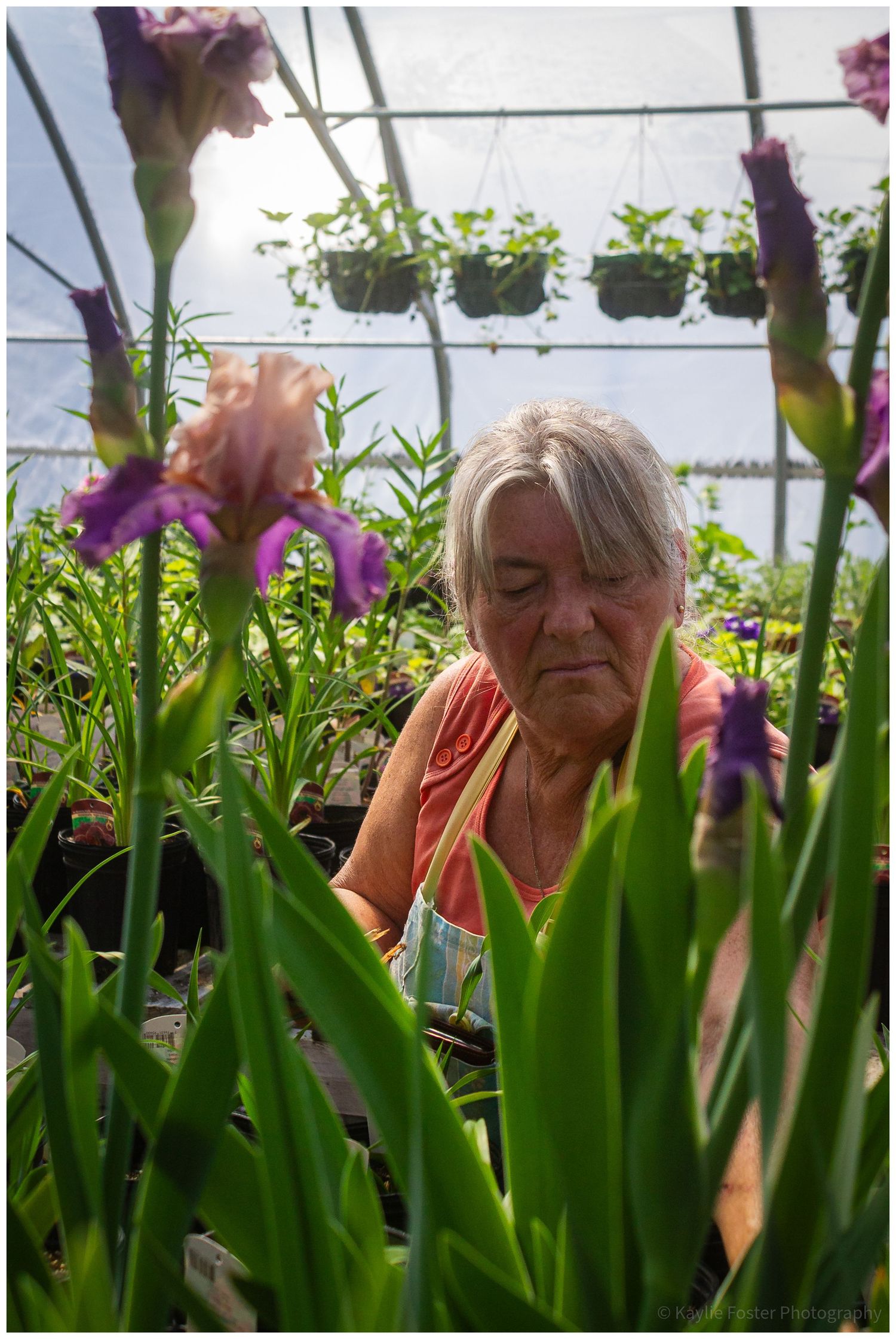 Elderly woman tending to purple iris flowers inside a lush greenhouse filled with hanging plants and greenery.