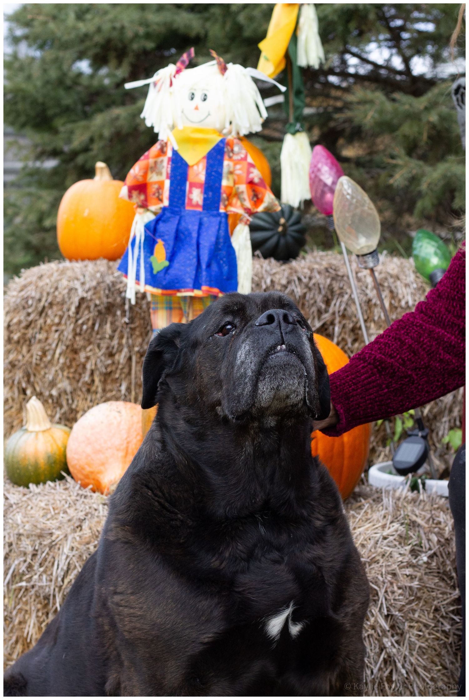 Black bulldog sitting by hay bales with pumpkins and scarecrow decoration in fall harvest display.