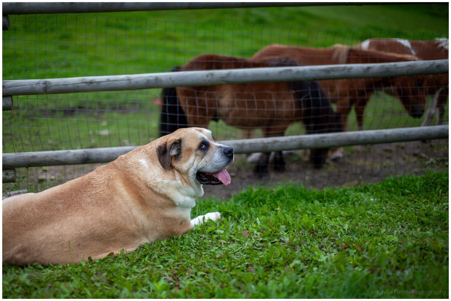 A tan dog lies on green grass near a metal fence with brown horses grazing in the background.