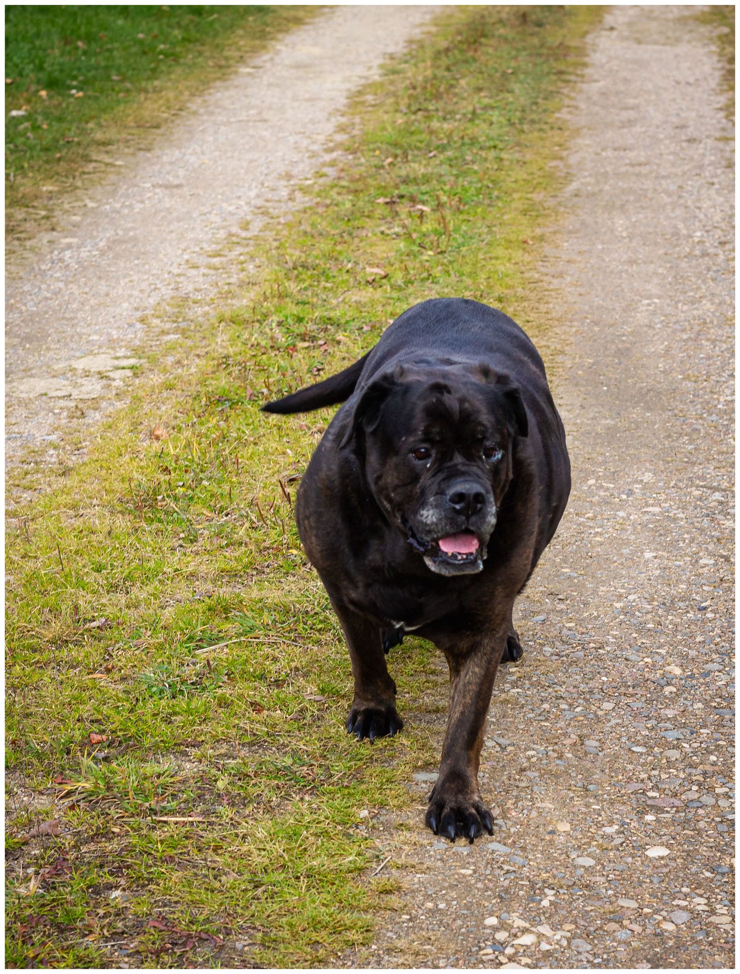 A large black Cane Corso dog walks confidently down a gravel path with green grass on a sunny day.