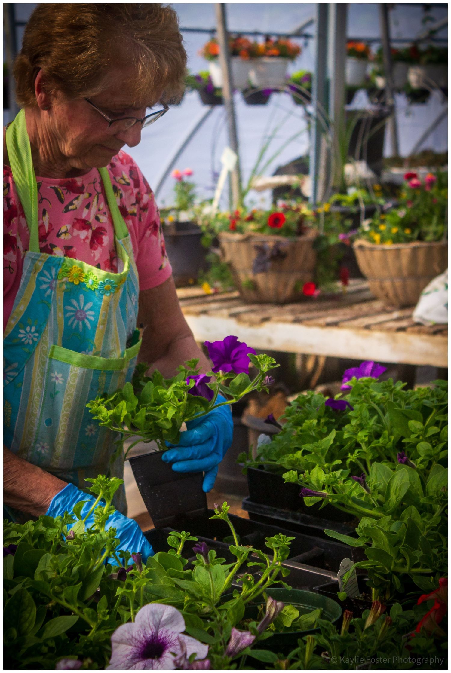 Woman in blue apron and gloves tending to purple petunias in a greenhouse garden center.