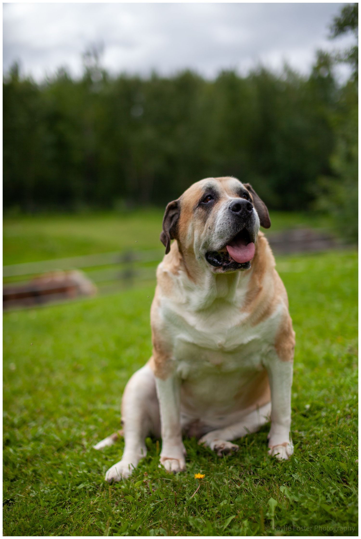 A large tan and white dog sits on green grass with tongue out, trees visible in the background.