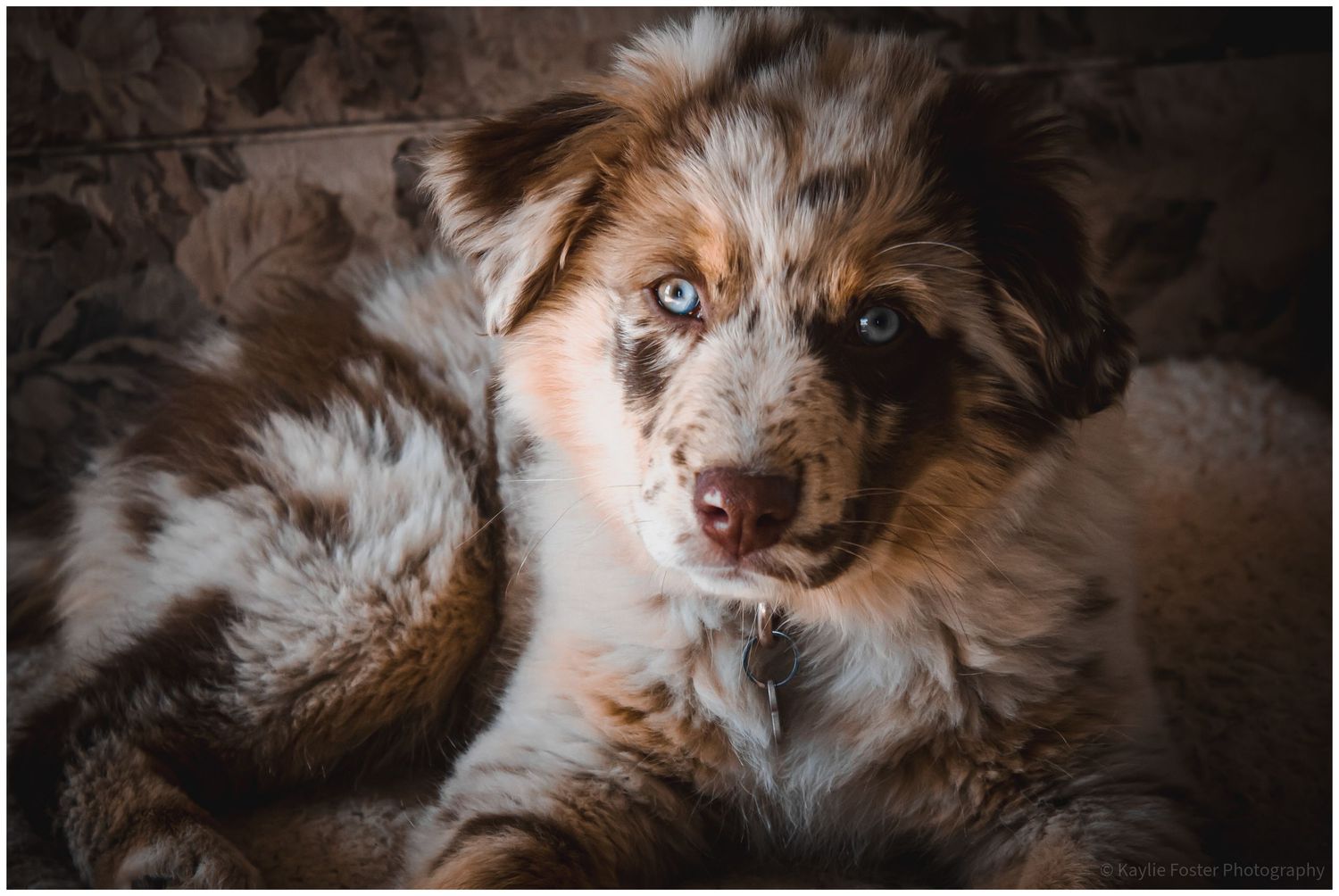 Adorable merle Australian Shepherd puppy with heterochromia eyes looking up at the camera.