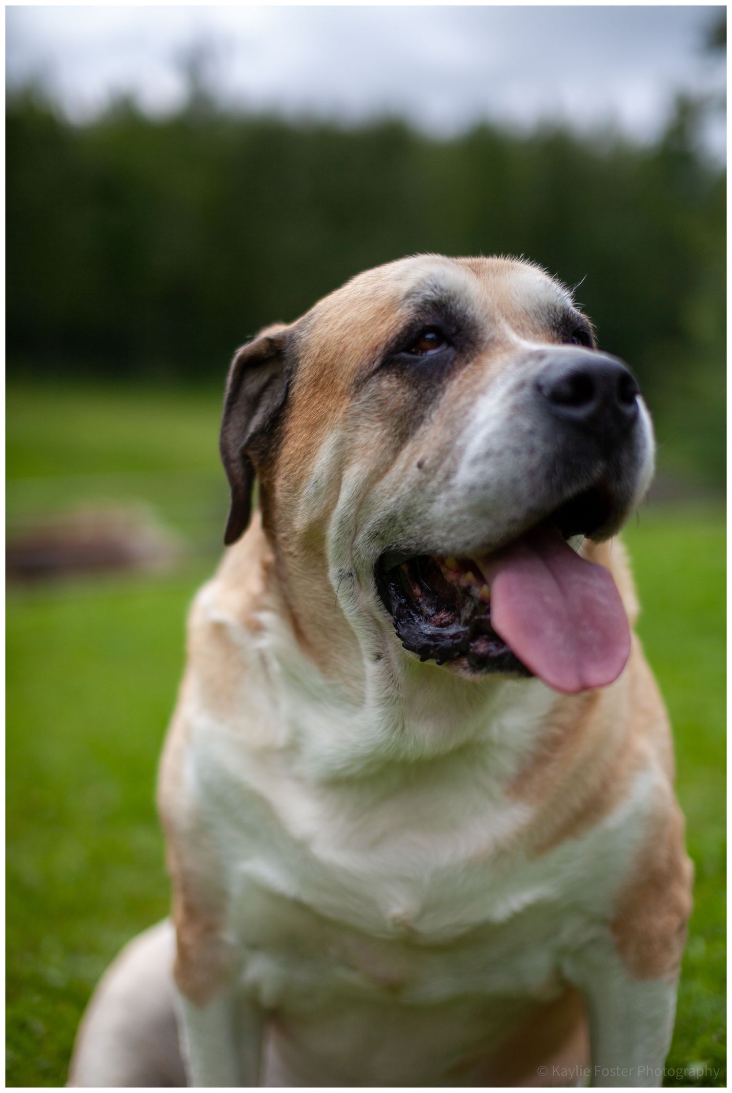 A large tan and white dog sits on grass with tongue out, looking upward against a cloudy sky.