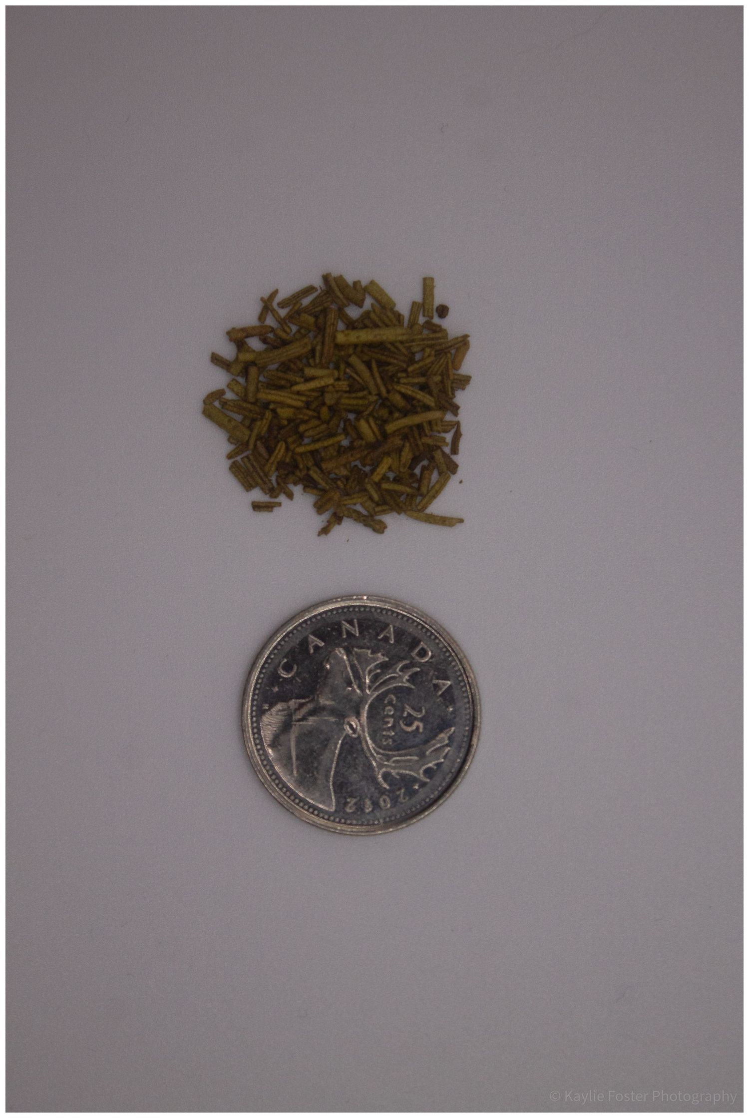 Small pile of dried green herb seeds next to a Canadian 25-cent coin for size reference on gray background.