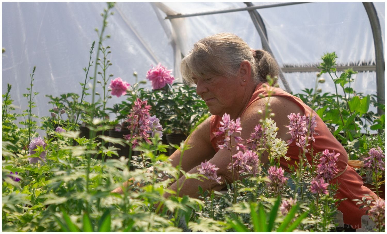 Woman tending pink flowers in a greenhouse polytunnel, carefully pruning blooming plants in a garden nursery.