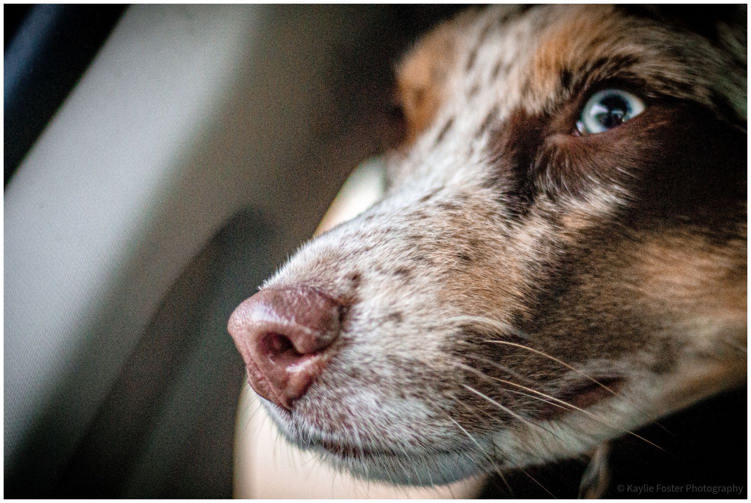 Close-up of a brown speckled dog with striking blue eyes gazing out a car window.