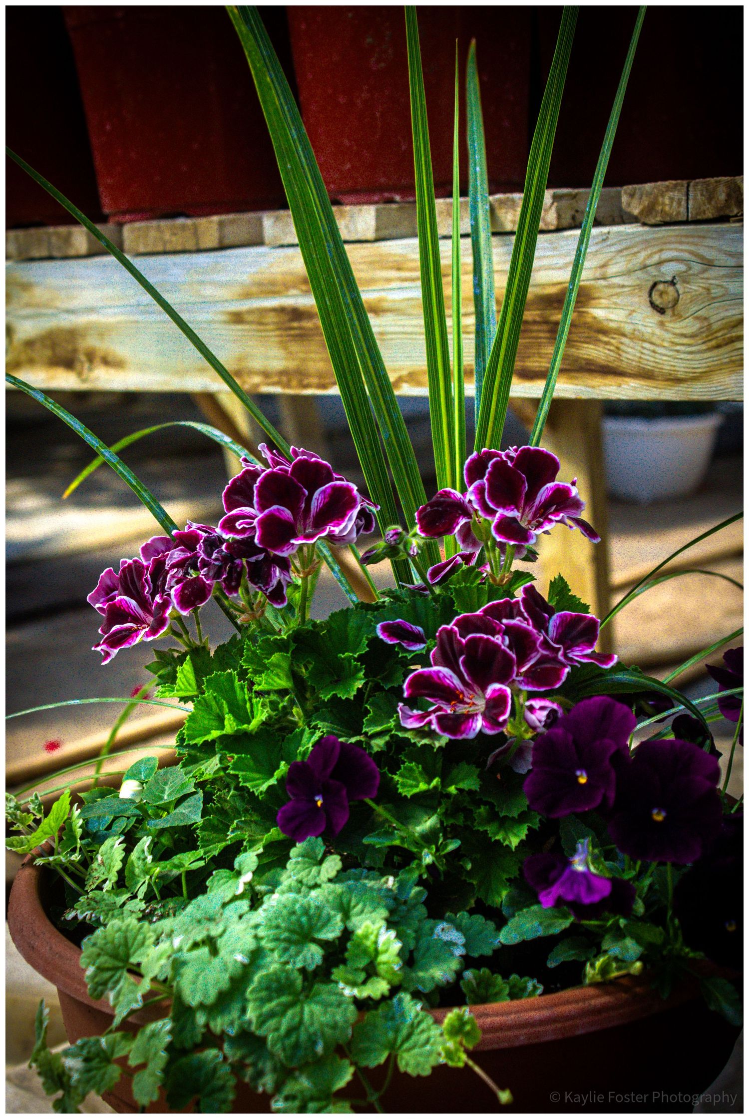 Purple pansies and geraniums bloom in a terracotta pot with tall green grass, set against a rustic wooden backdrop.