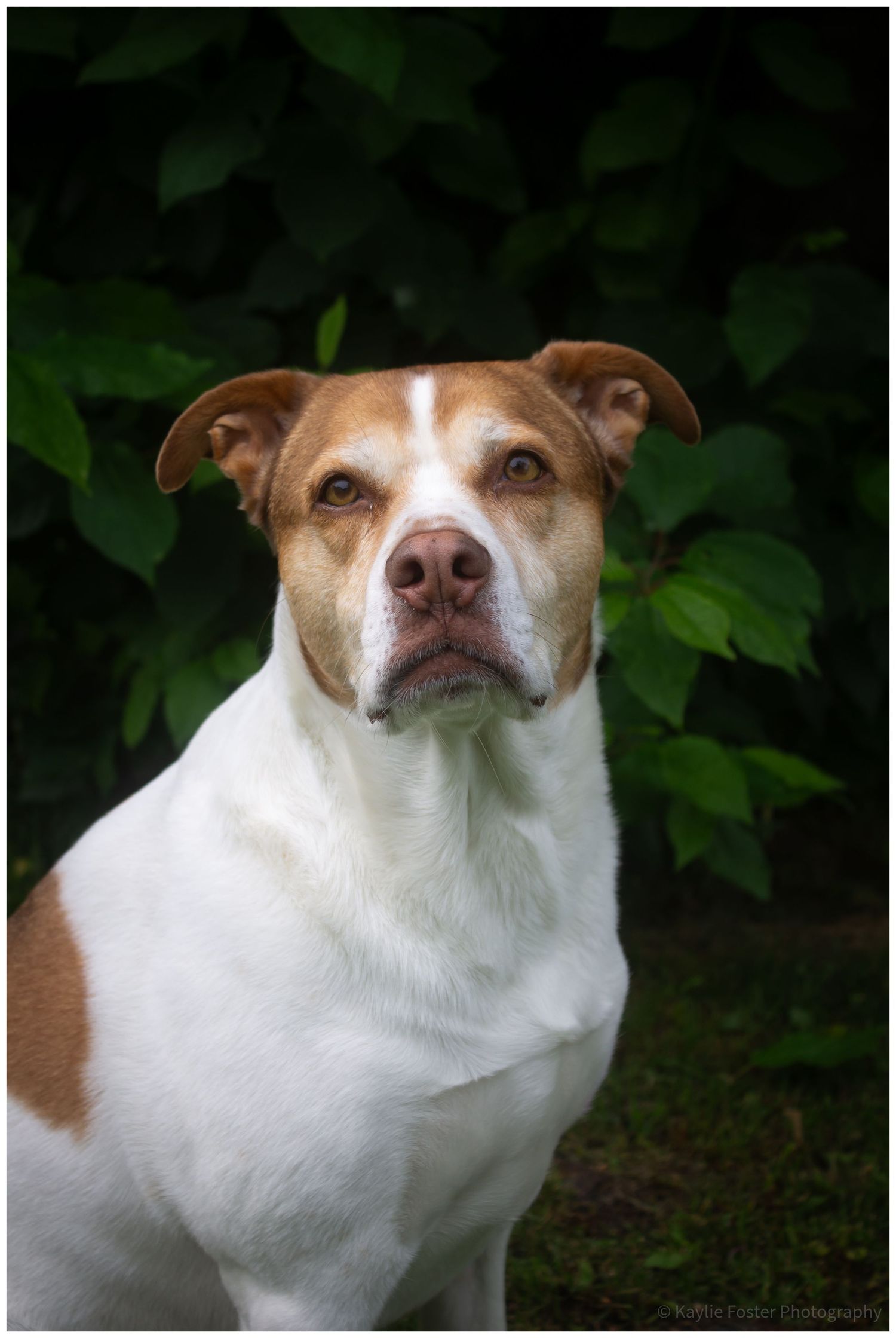 A brown and white mixed breed dog sits attentively in front of lush green foliage.