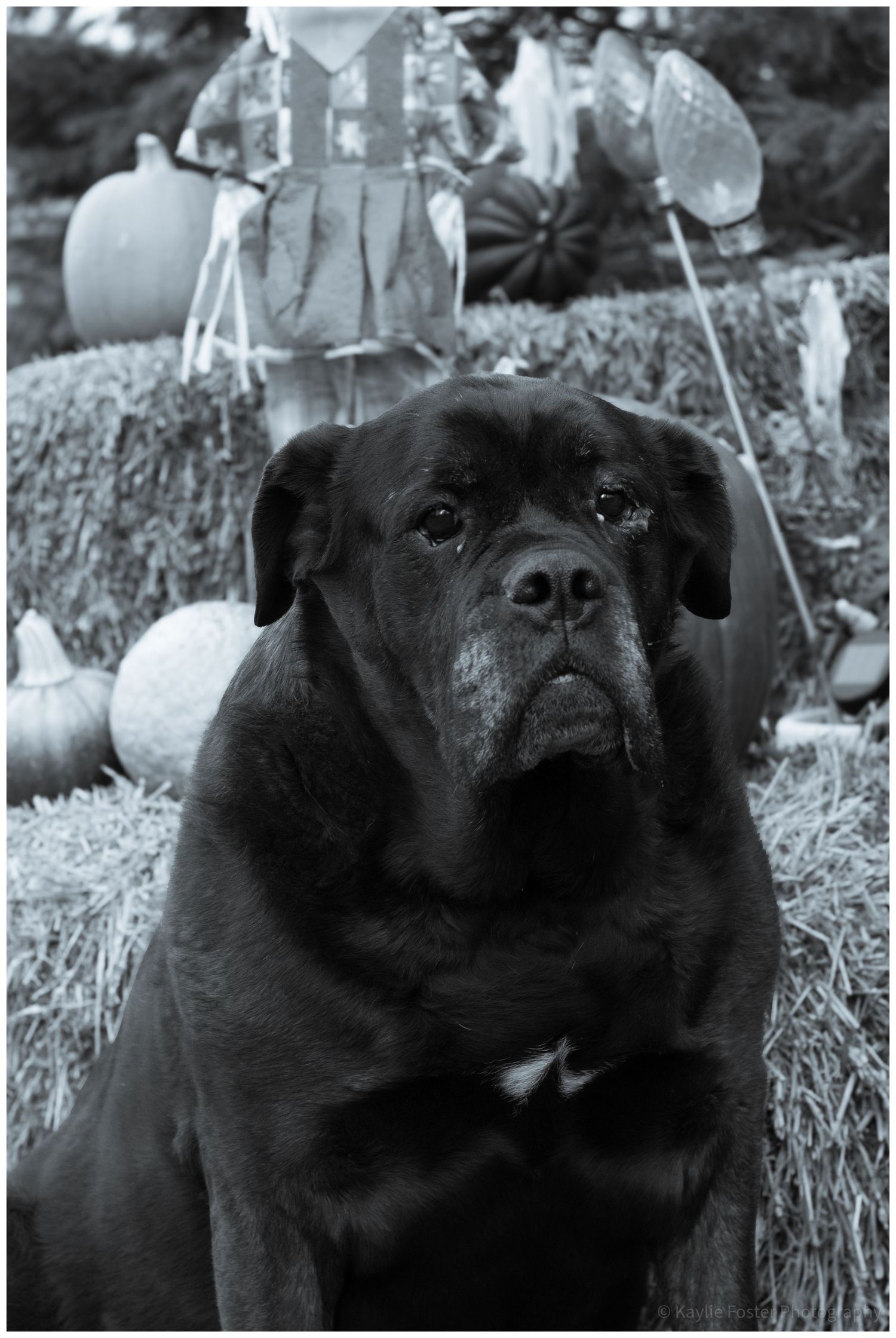 Black Mastiff dog sitting in front of hay bales and fall harvest decorations in a black and white photo.
