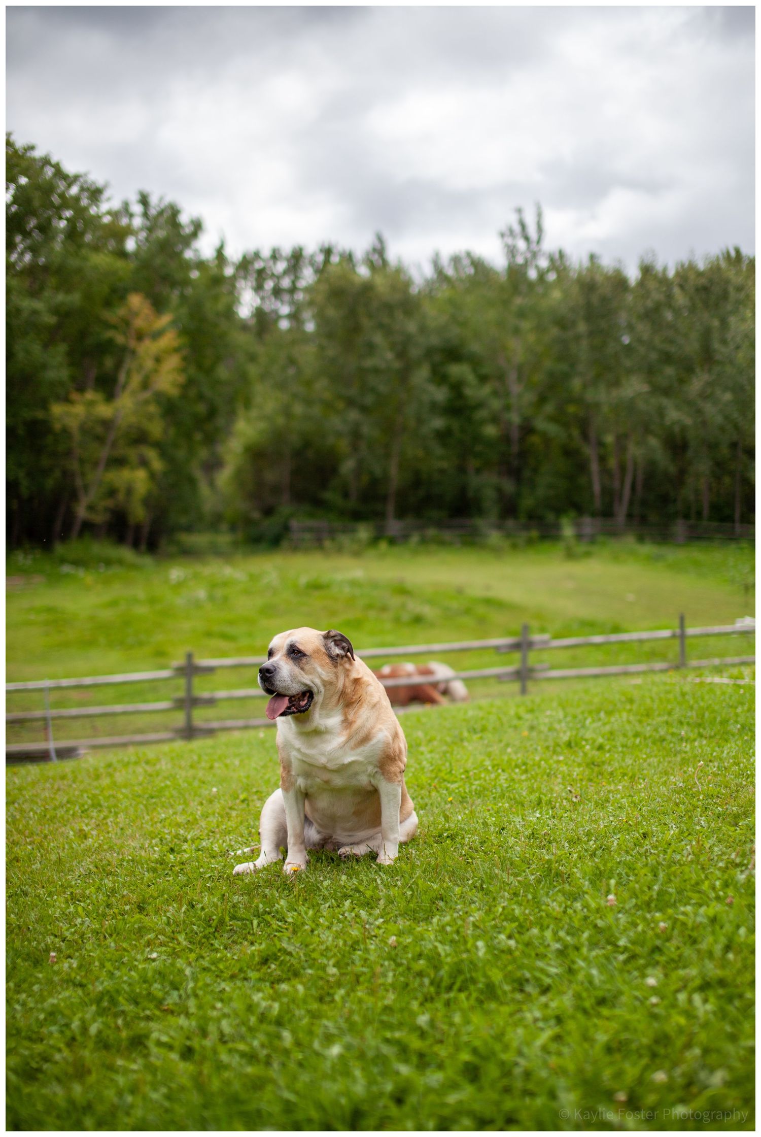 Tan Labrador mix sits on green grass with a wooden fence and trees in the background.