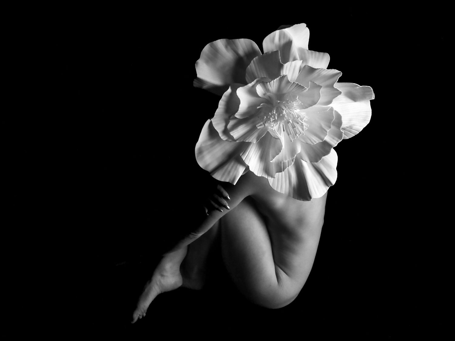 Minimalist black and white fine art nude with oversized white flower obscuring the face.