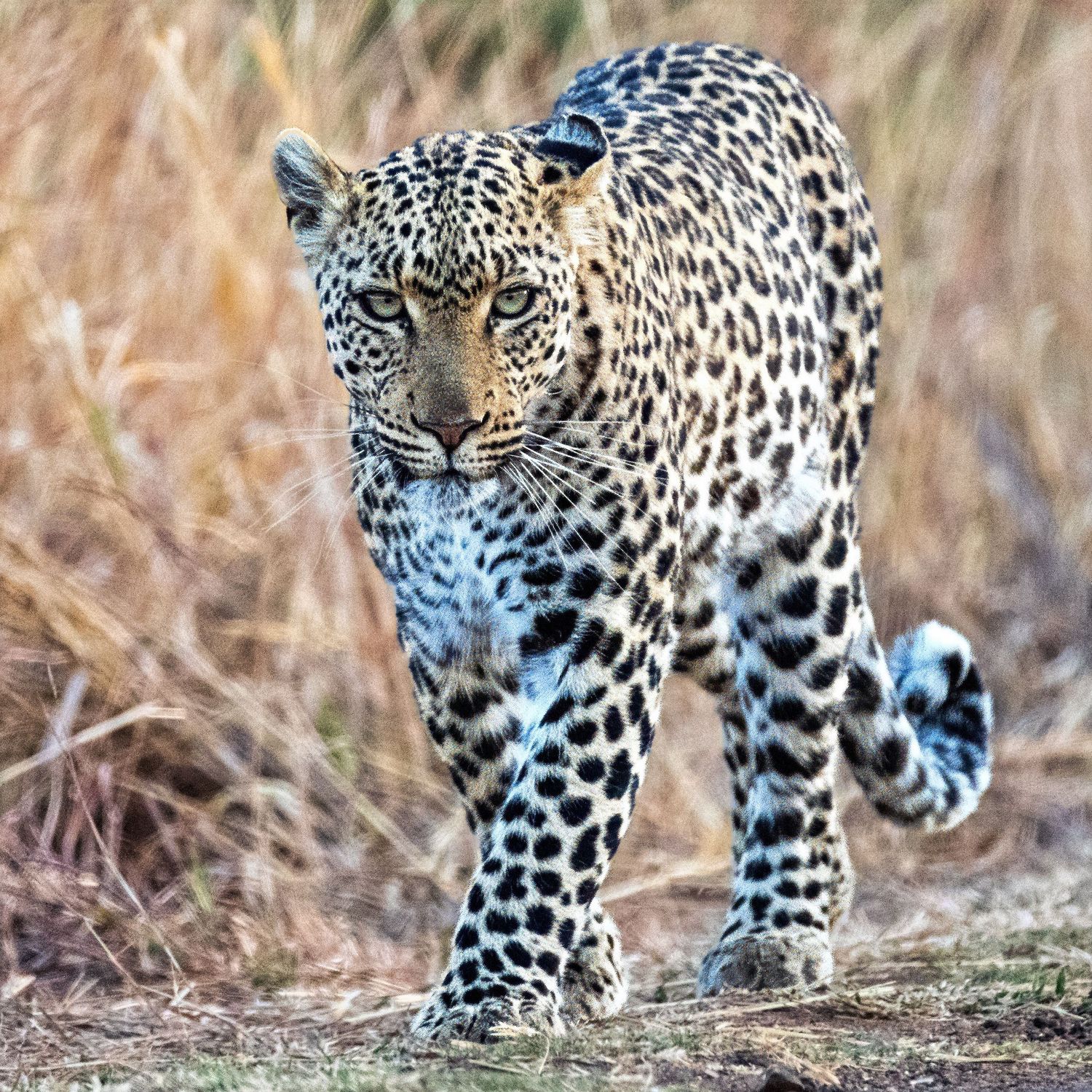 A leopard with striking spotted coat walks confidently toward the camera through dry savanna grassland.