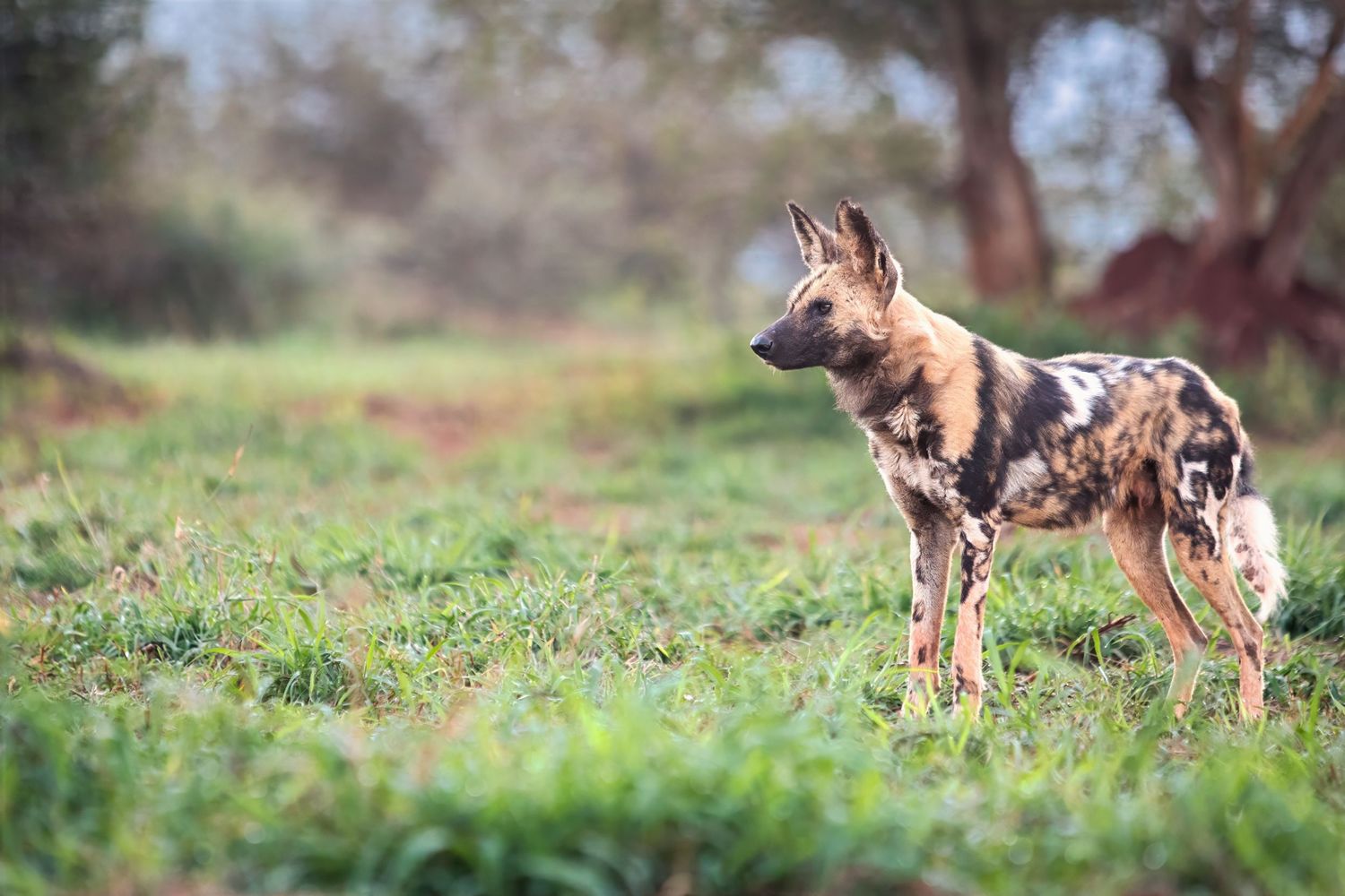 An African wild dog with mottled brown and black coat stands alert in a green grassy field.