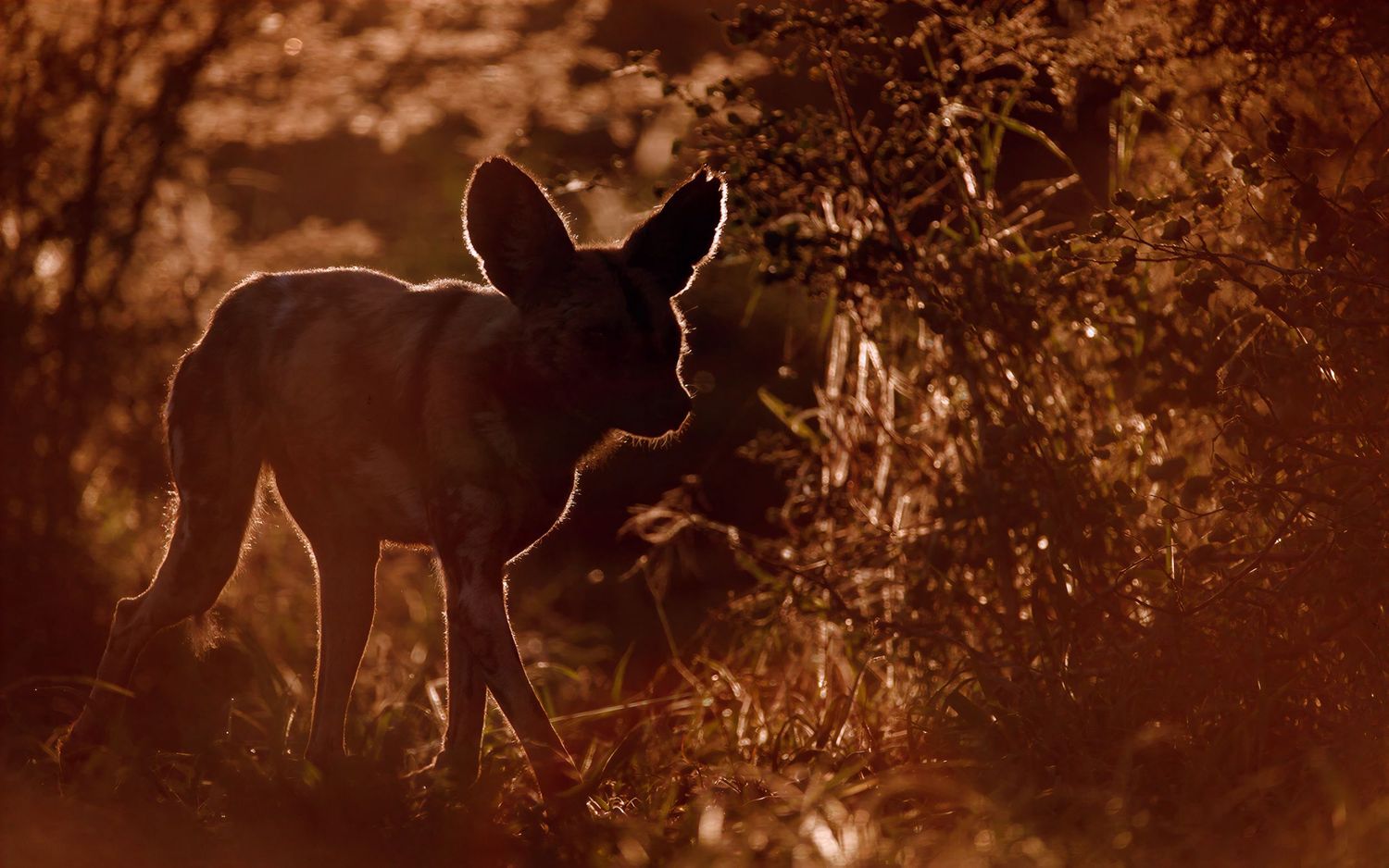 A wild dog puppy stands backlit in golden hour light amid glowing bush vegetation in the wild.