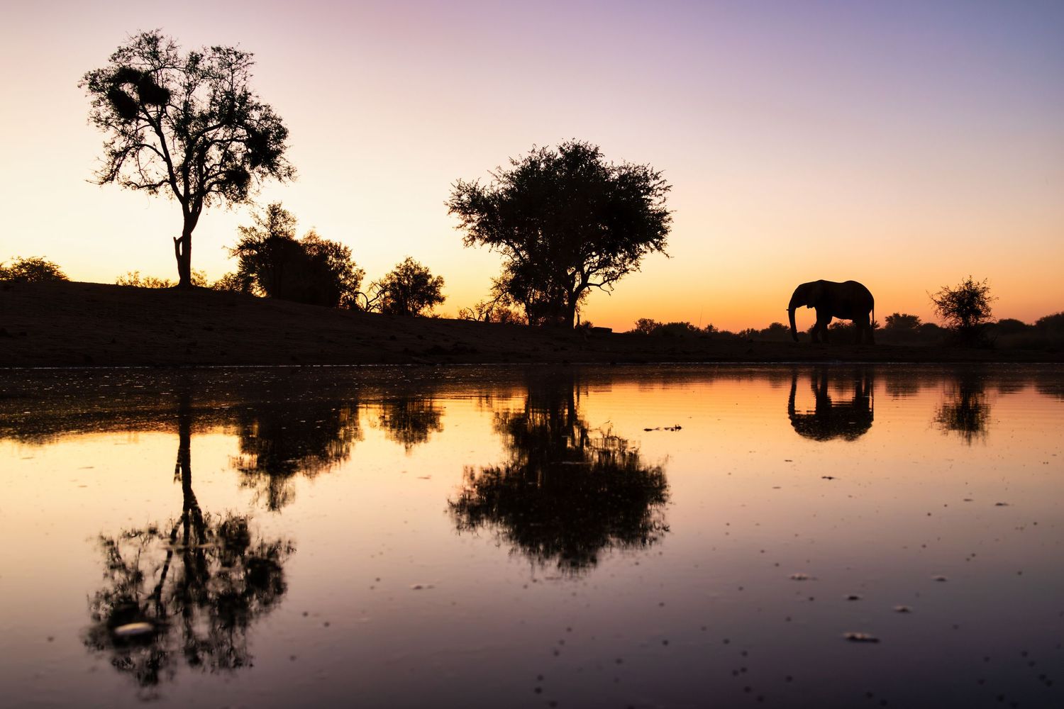 Silhouette of an elephant drinking at a watering hole reflected in still water at golden sunset.