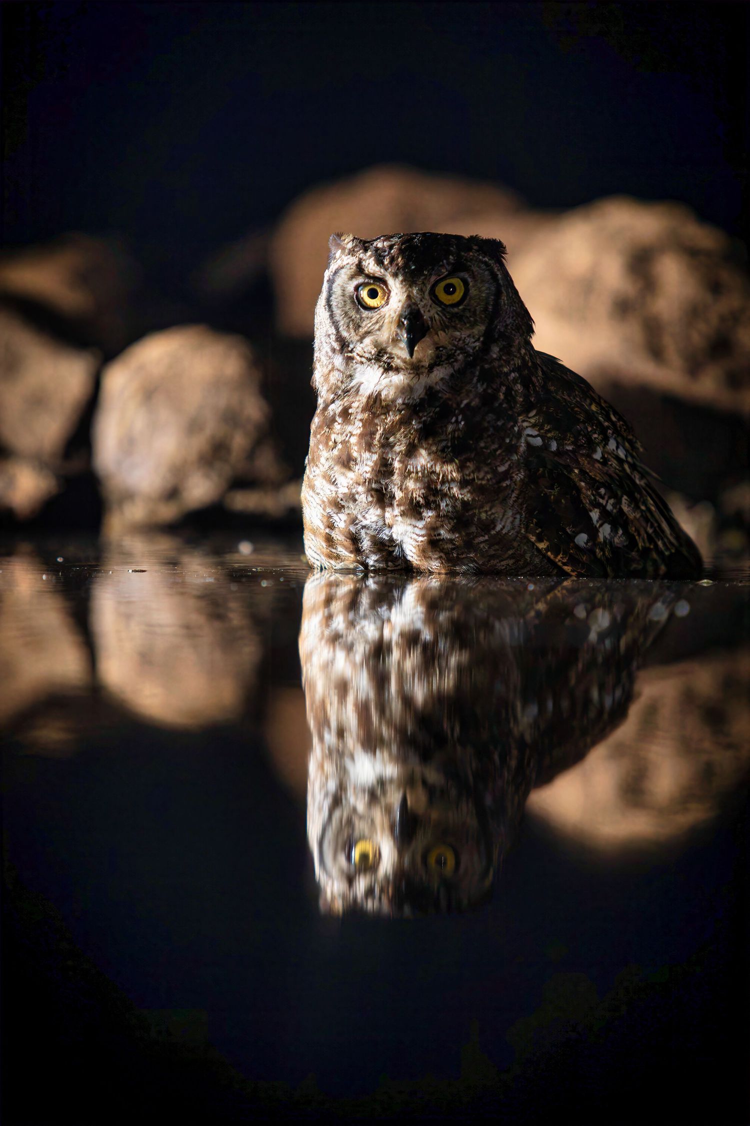 Spotted eagle owl reflecting in dark water at night surrounded by rocks.