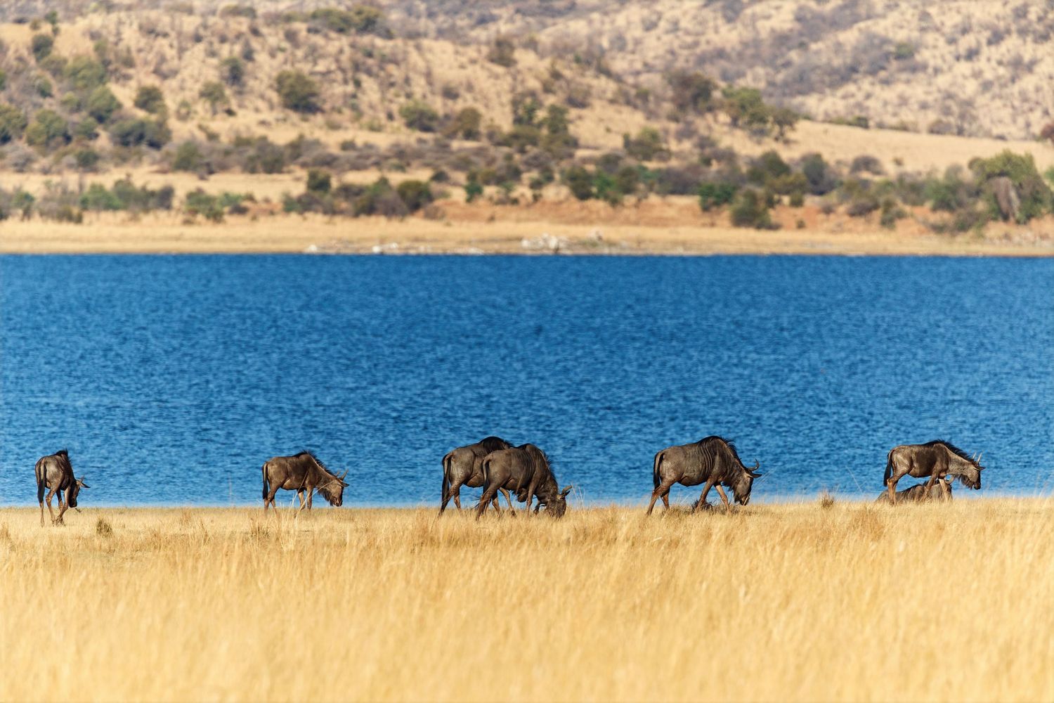 A line of wildebeest walks through golden savanna grass along the edge of a vivid blue lake.