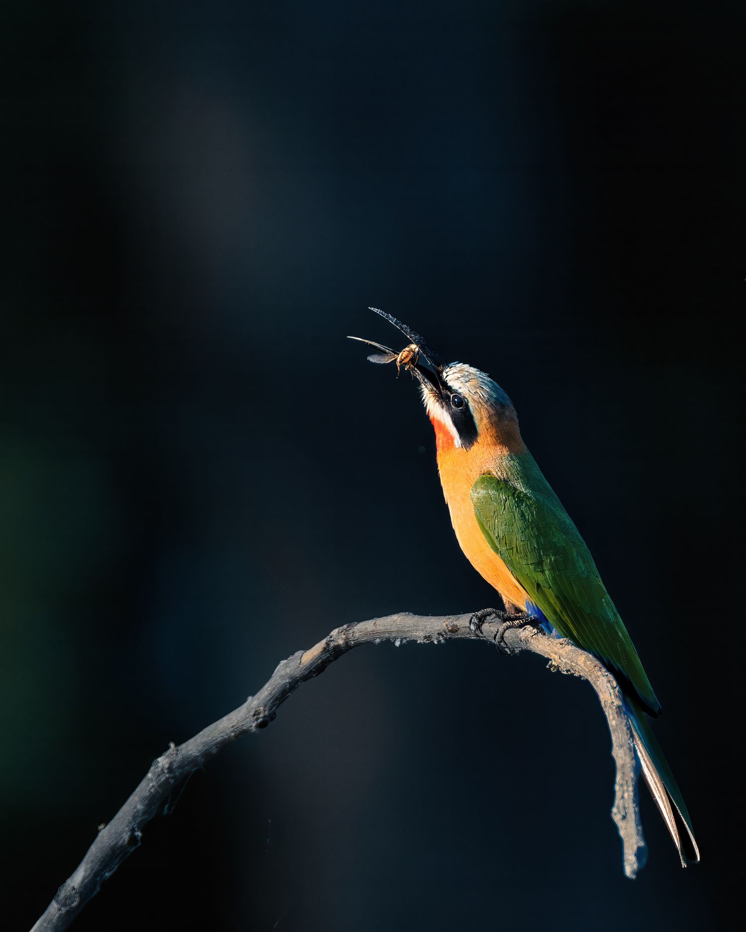 Colorful blue-cheeked bee-eater catching an insect while perched on a branch.